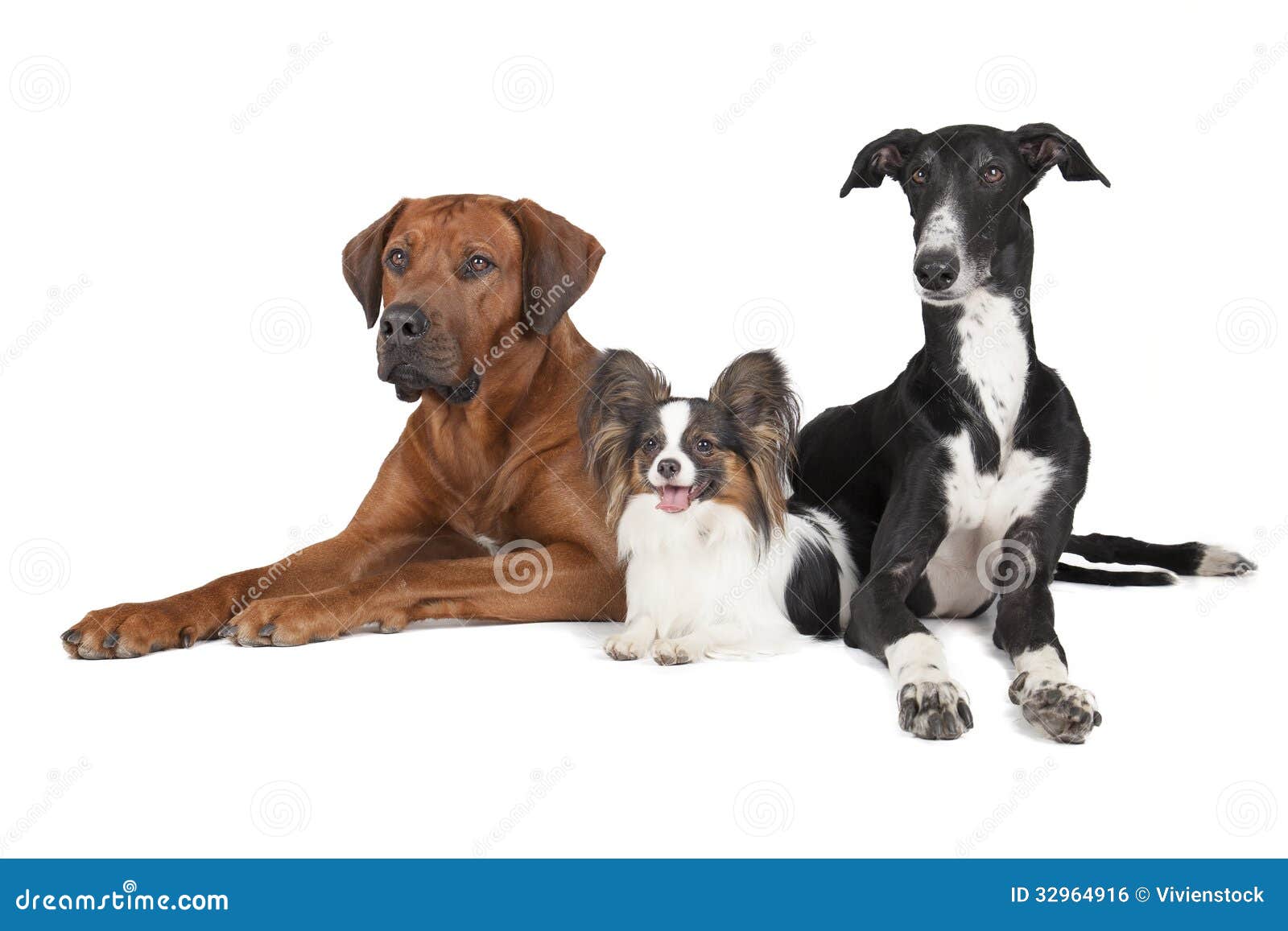 Three Dogs (Rhodesian Ridgeback Papillon and Hort Greyhound) Stock