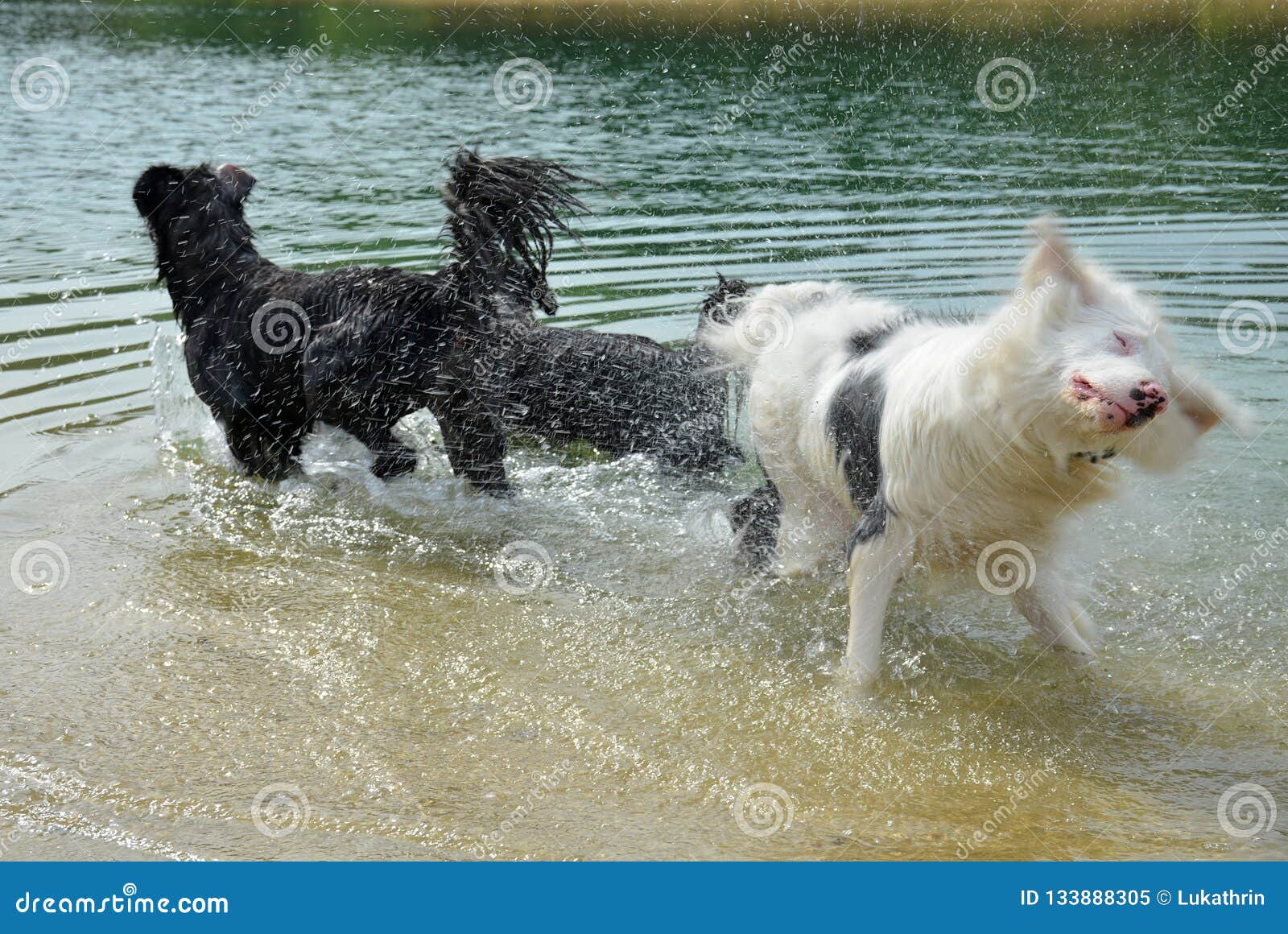 funny dogs in water