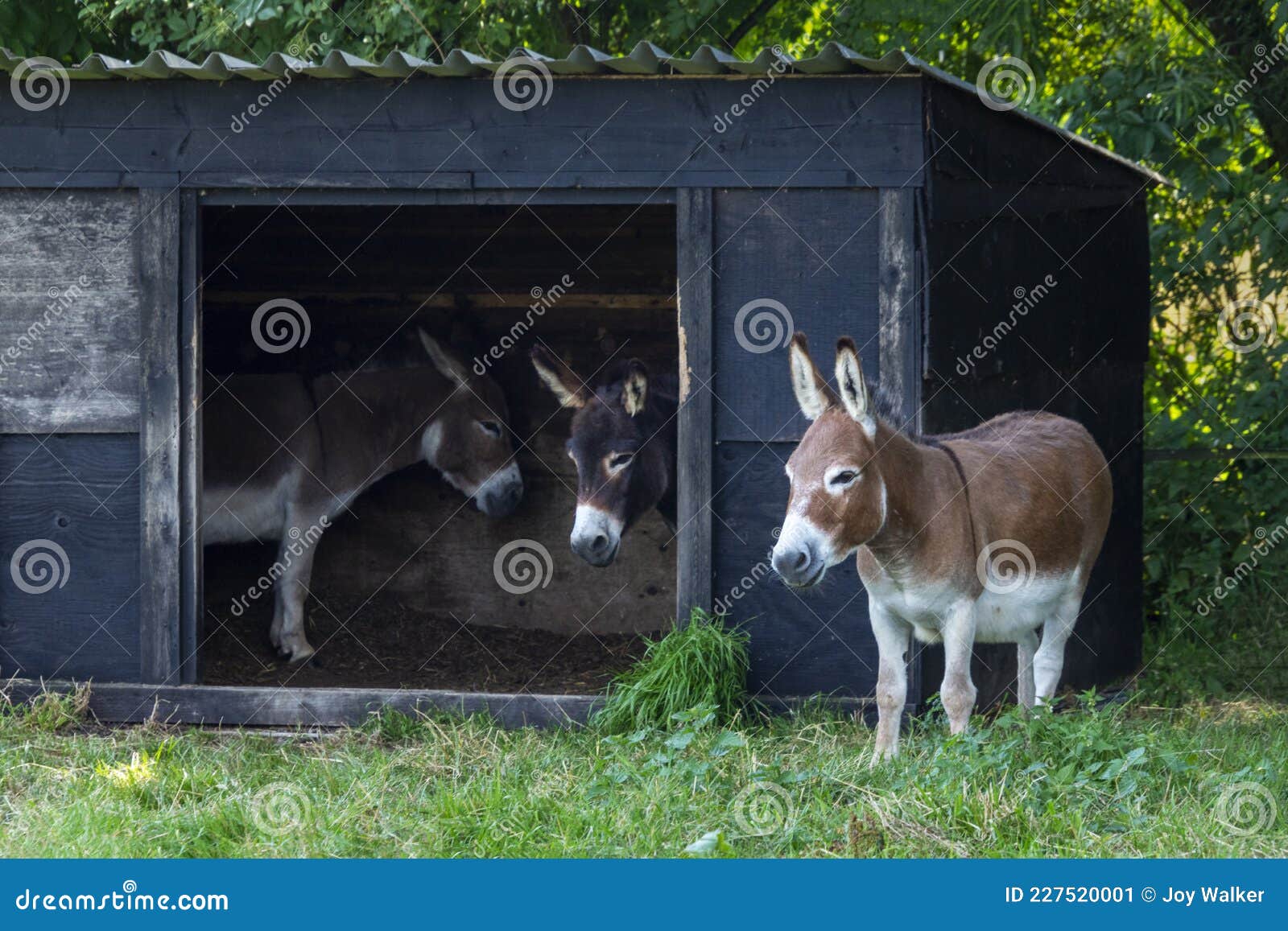 Three donkey friends stock image. Image of mammal, boarding 227520001