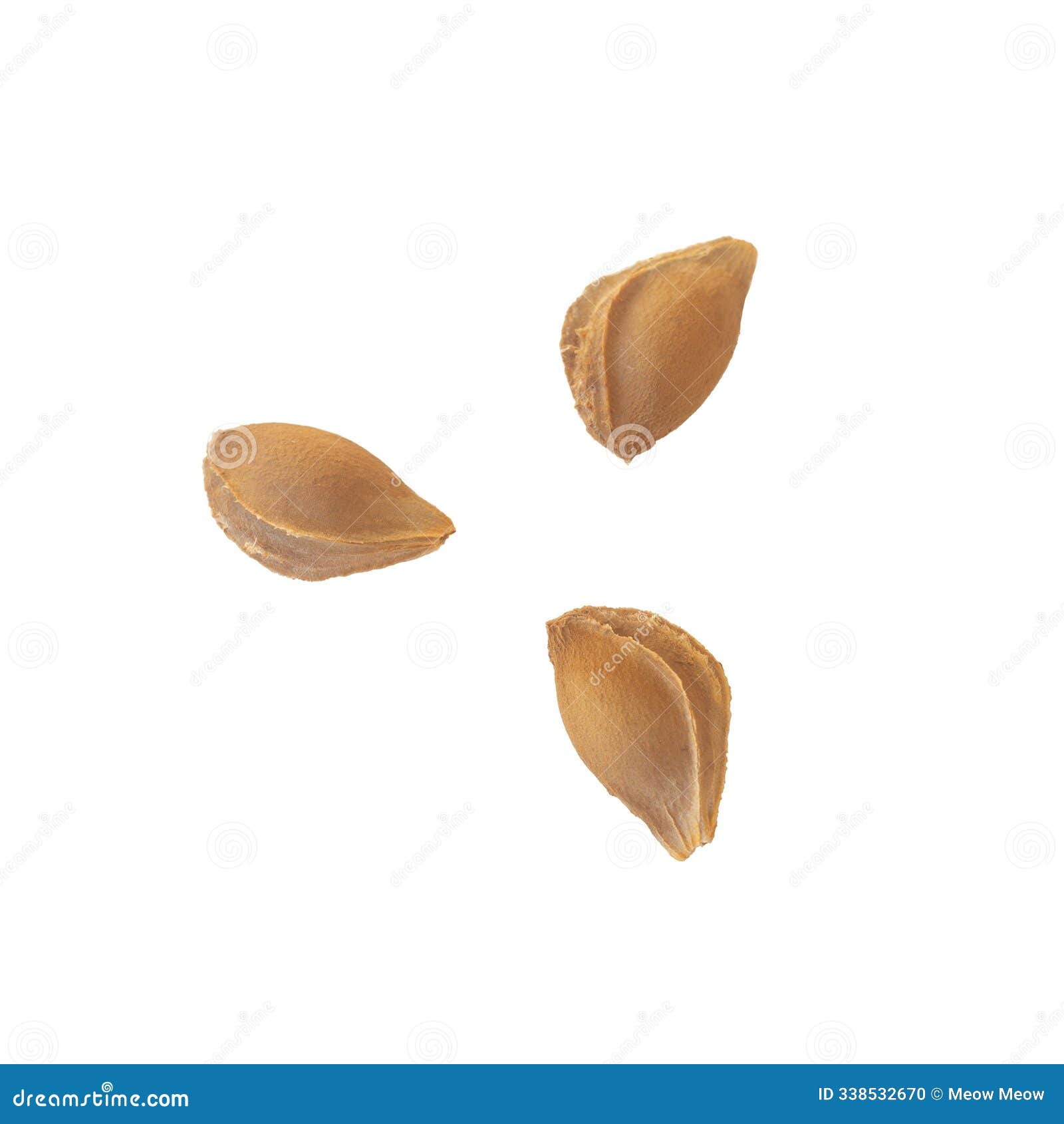 three dry apricot nut seeds in the shell,  on a transparent white background, spaced at the same distance