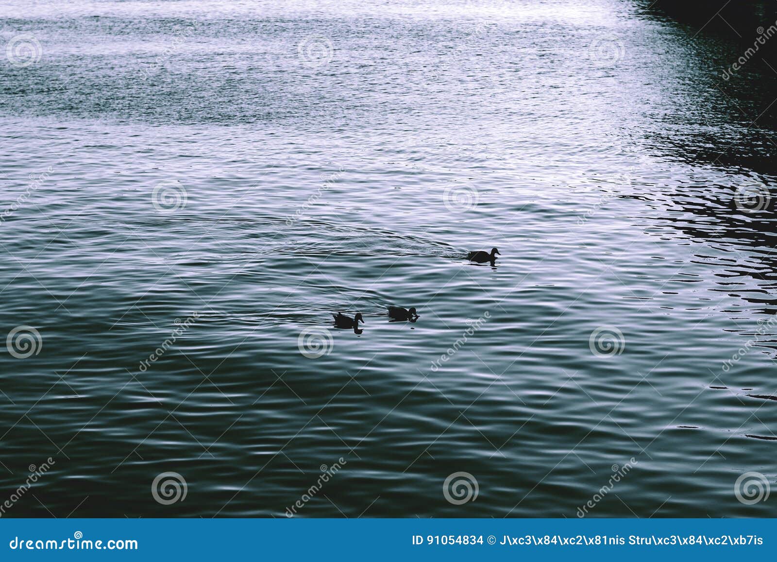 Three Ducks in River. Sad Emotions Stock Photo Image of vintage