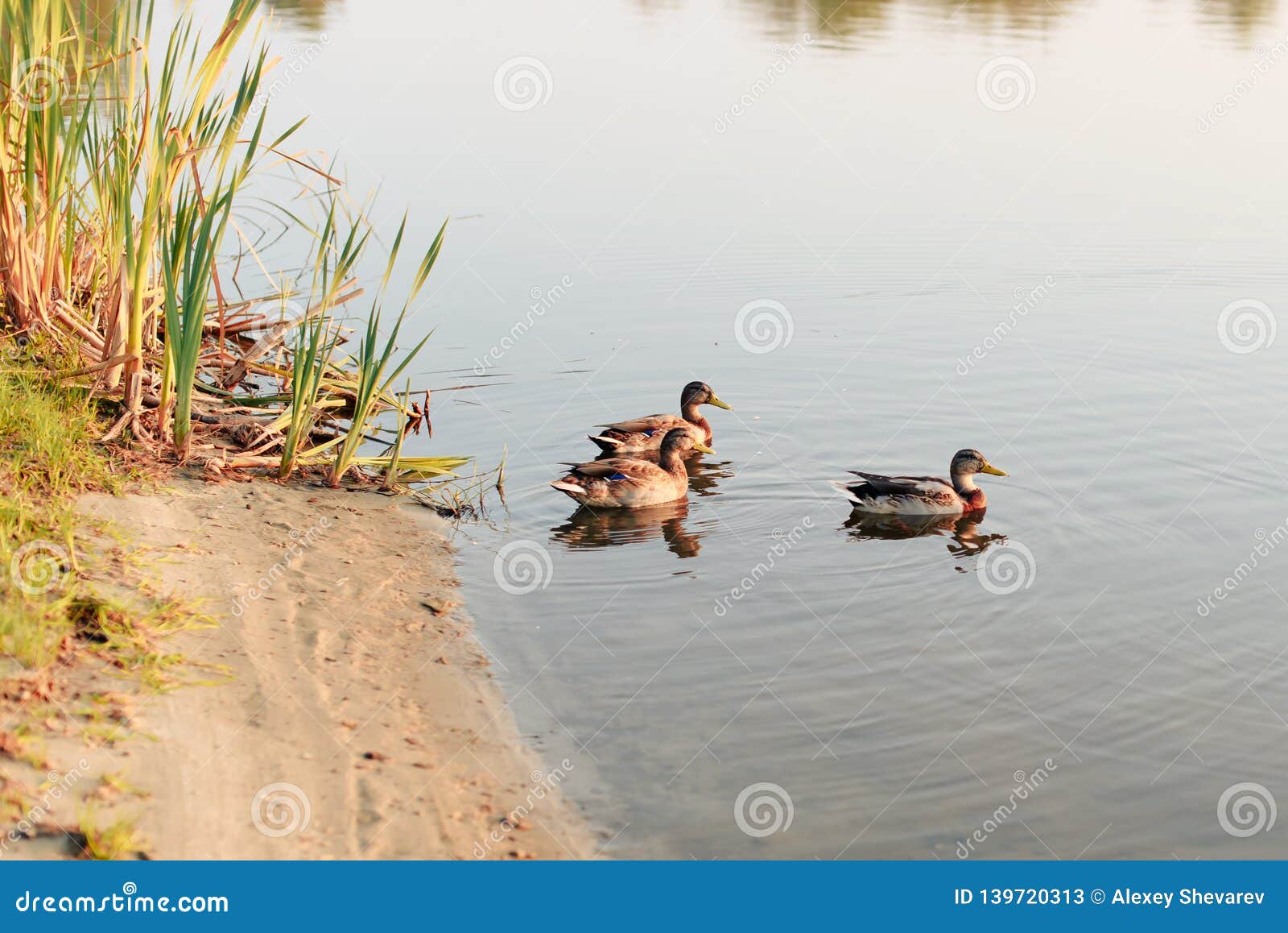 Three Ducks Swim in the Lake at Sunset Stock Image Image of animal
