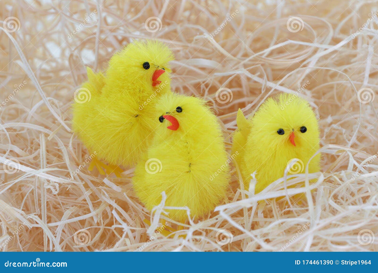 Three Easter Chicks in a Straw Bed Stock Photo Image of nature