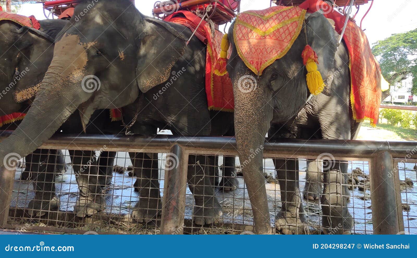 Three Elephants Stand in a Stable. Stock Image Image of stable