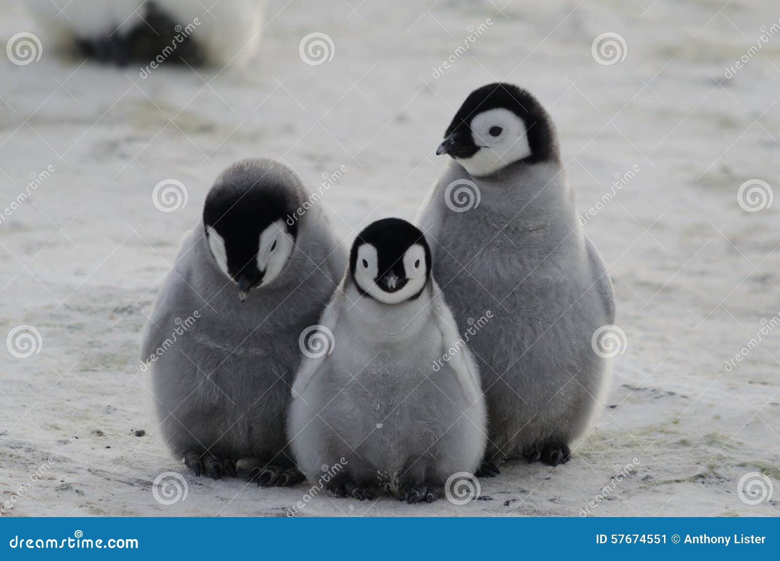 three emperor penguin chicks huddled together