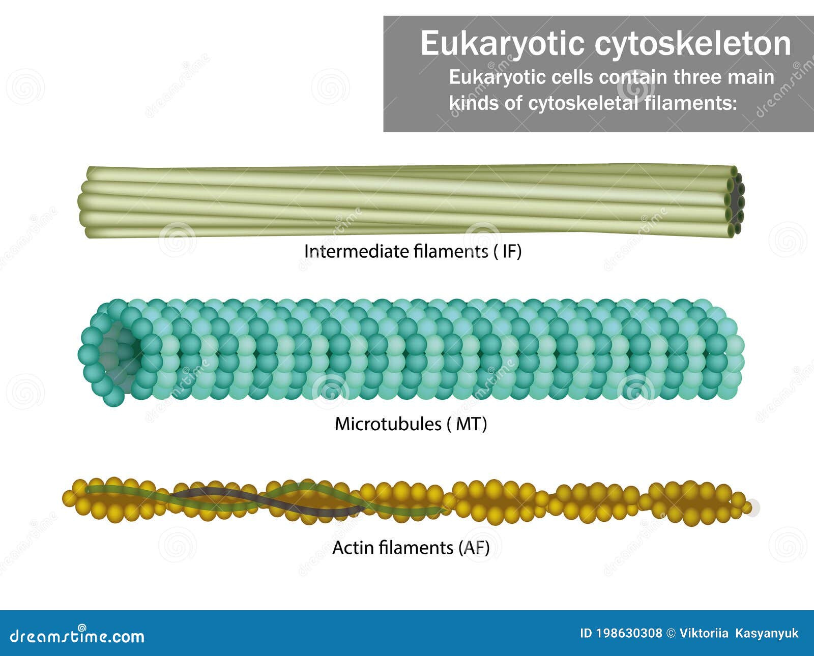 three eukaryotic cells cytoskeletal filaments