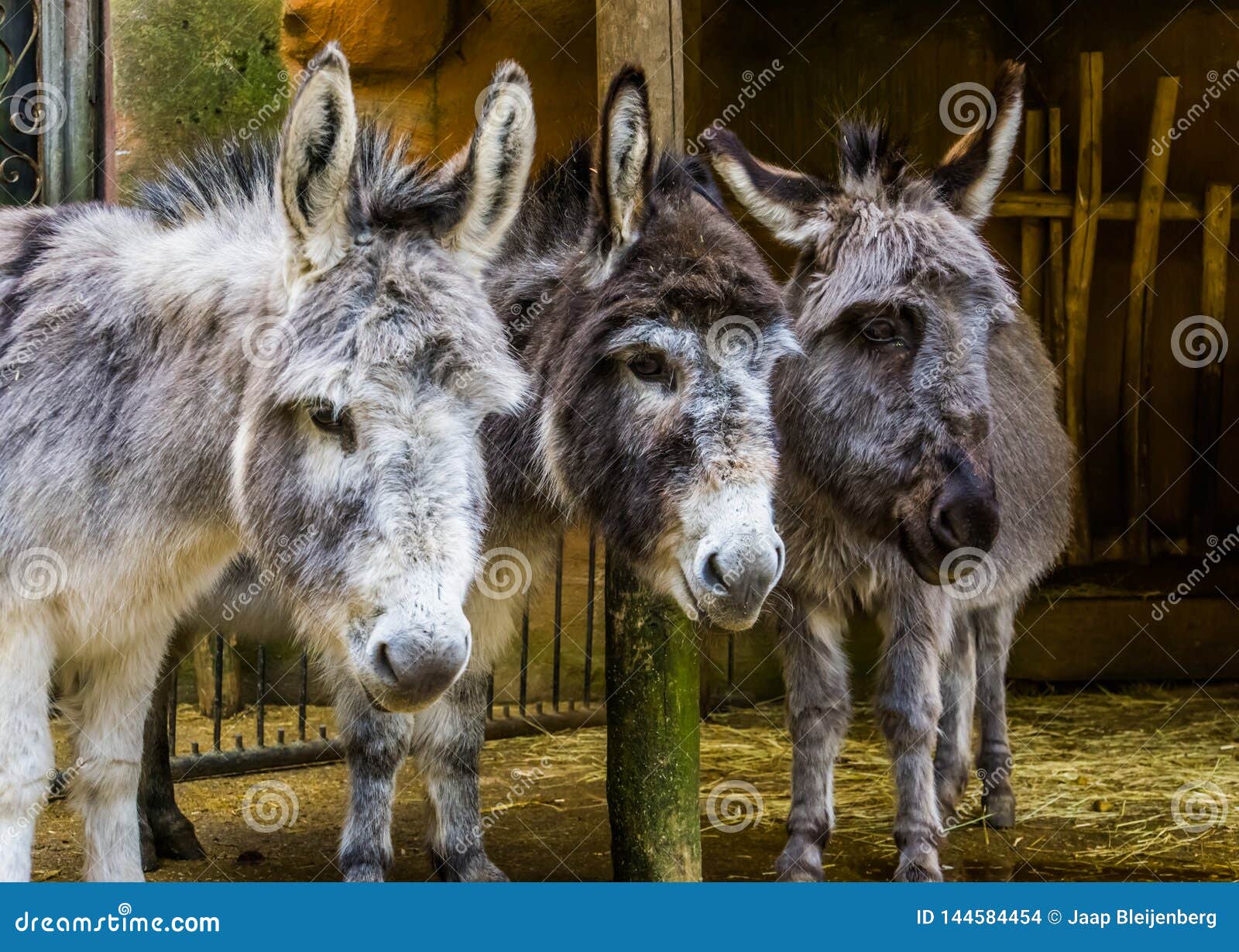 Three Faces of Miniature Donkeys in Closeup, Funny Animal Family Portrait, Popular Farm Animals and Pets Stock Photo - Image of donkeys, gray: 144584454 Three Faces of Miniature Donkeys in Closeup, Funny Animal Family Portrait, Popular Farm Animals and Pets Stock Photo - Image of donkeys, gray: 144584454
