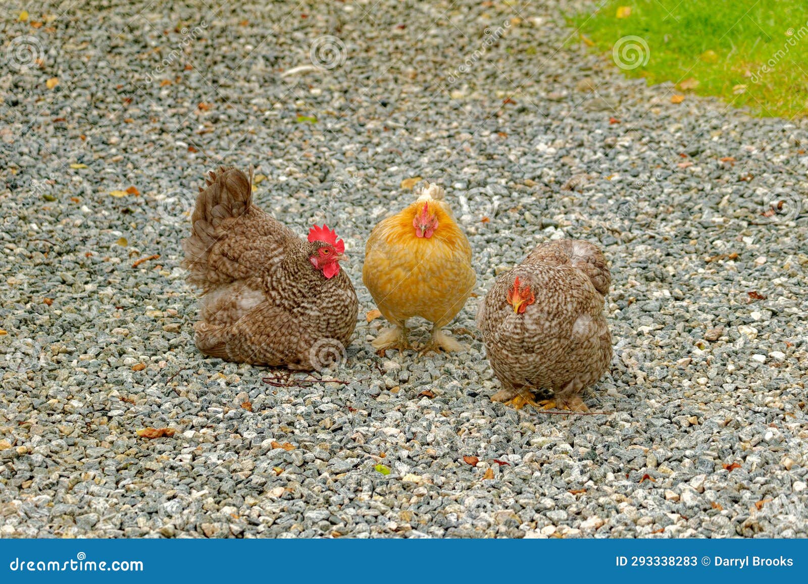 Three Chickens on Gravel stock image. Image of fowl 293338283