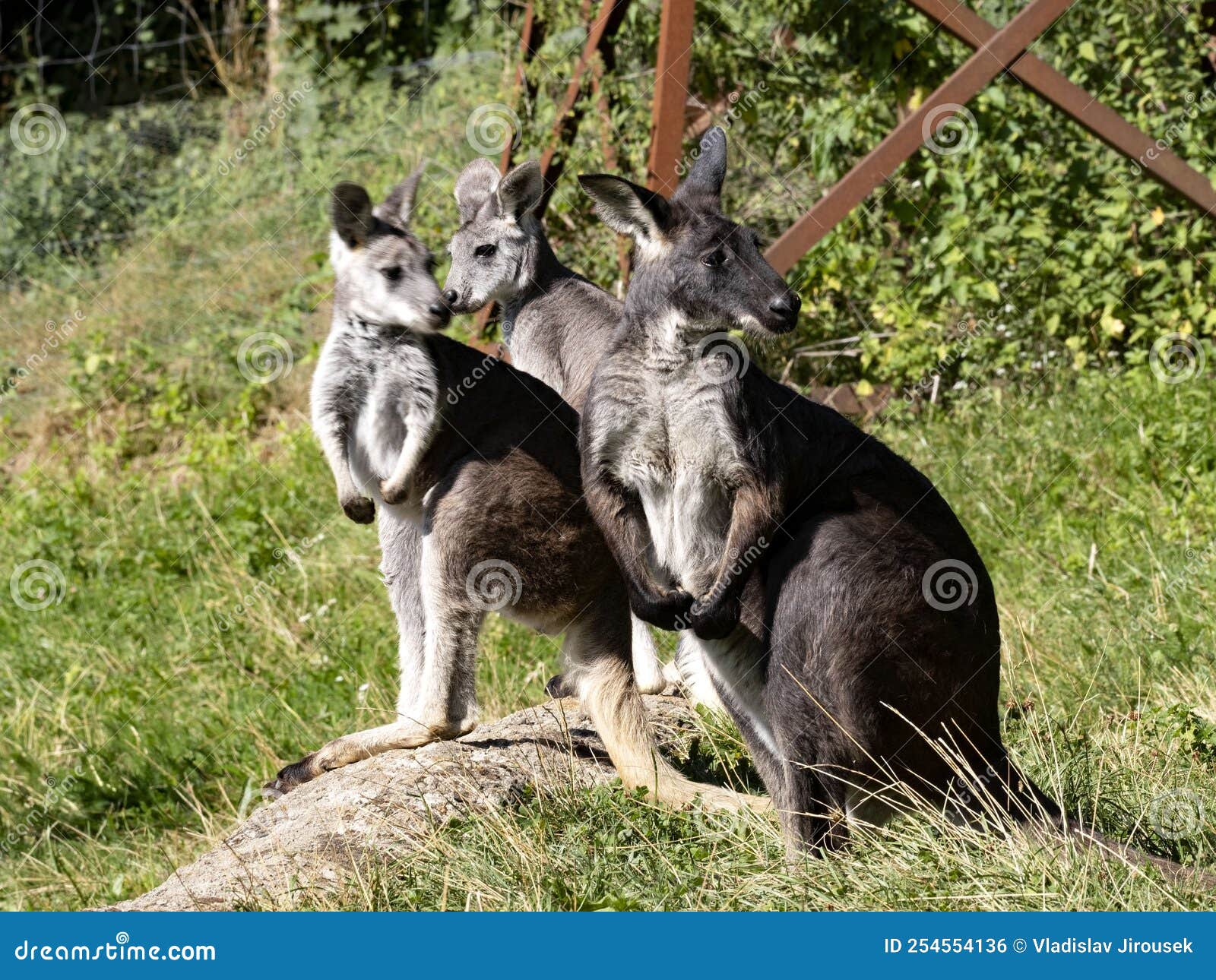 One Three Female Common Wallaroo, Macropus R. Robustus, Observe the