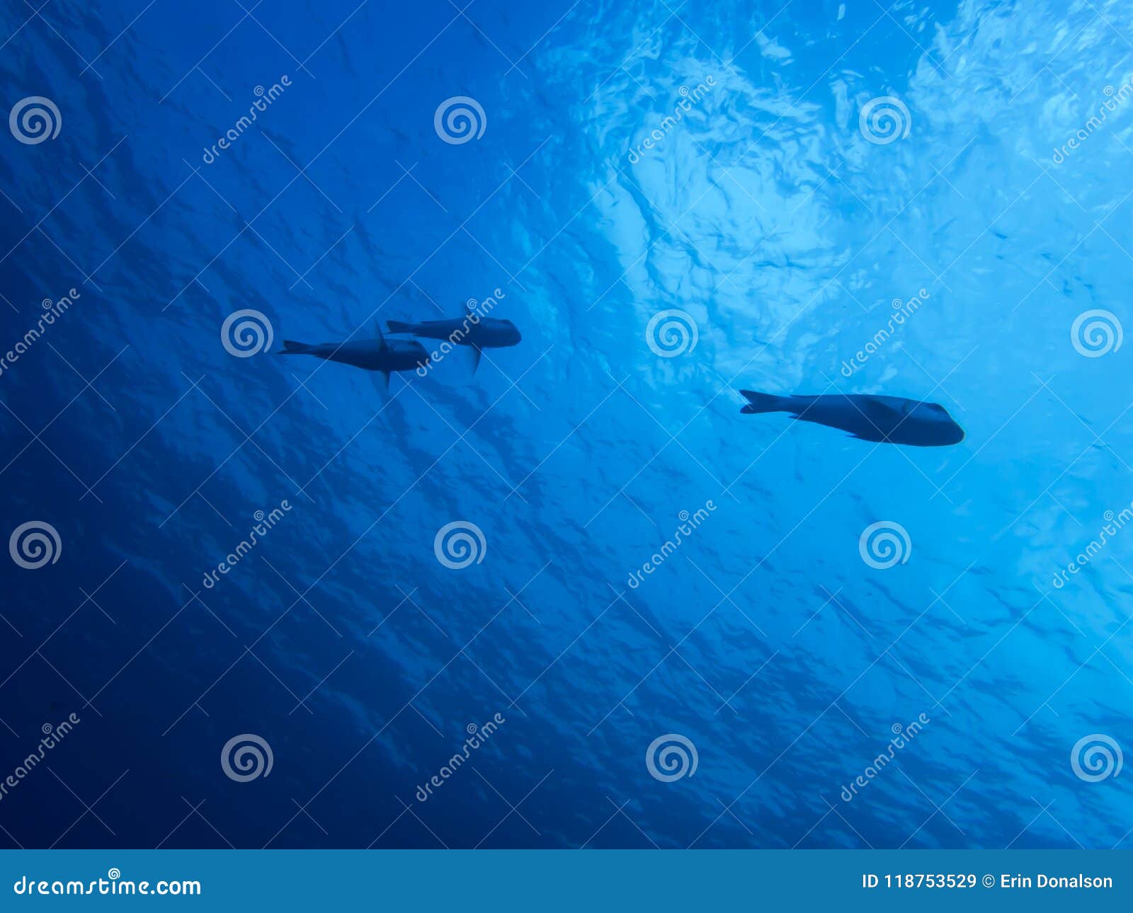 Download Three Fish Swim Overhead In Blue Ocean Stock Image - Image ...