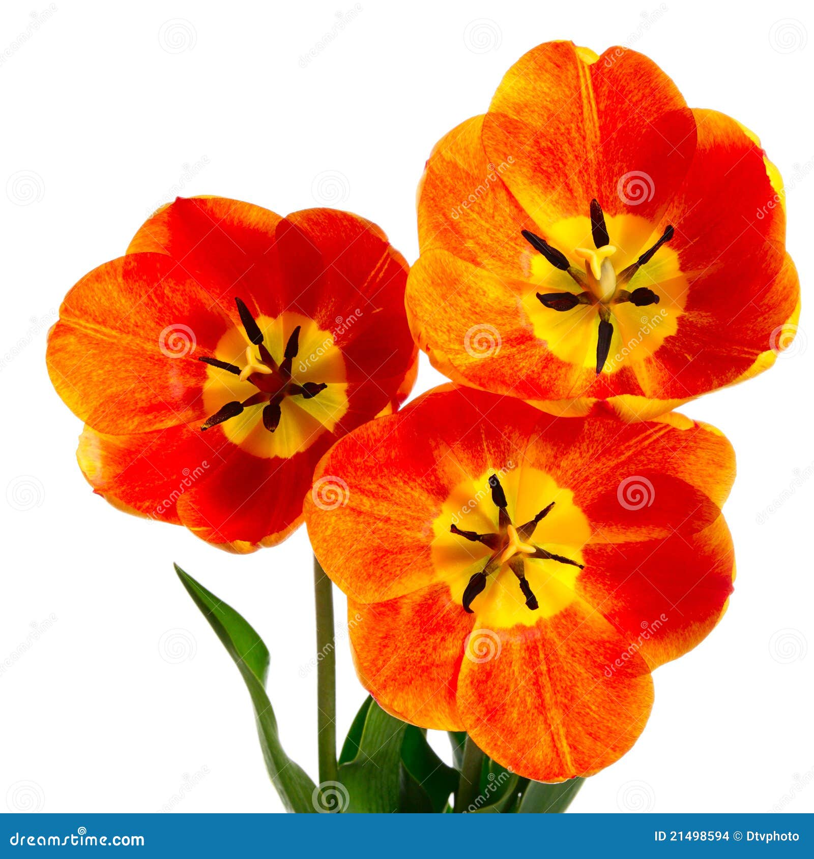 Three flower stock photo. Image of excellent, flores 21498594