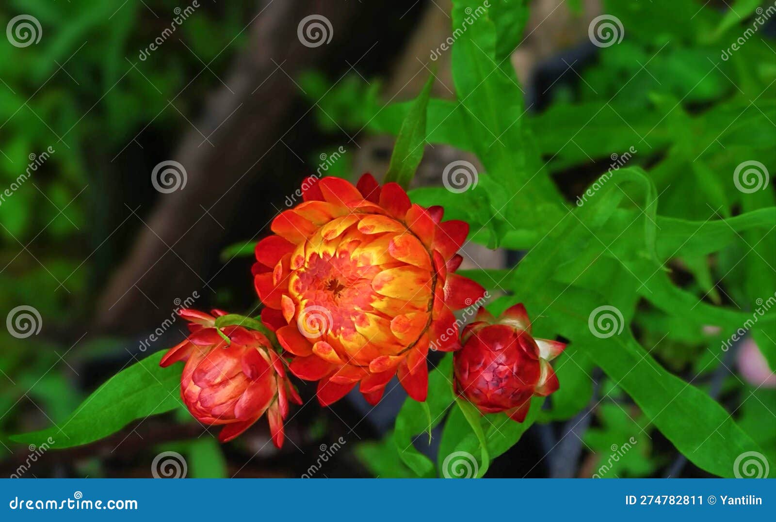 Three Flower Buds of Golden Everlasting or Strawflower Stock Image