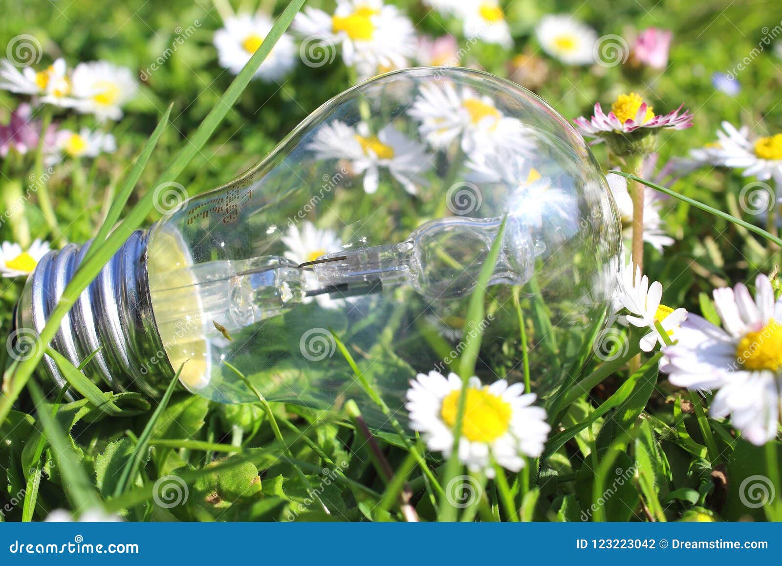 Three Flowers and a Light Bulb Stock Photo Image of bulb, flower