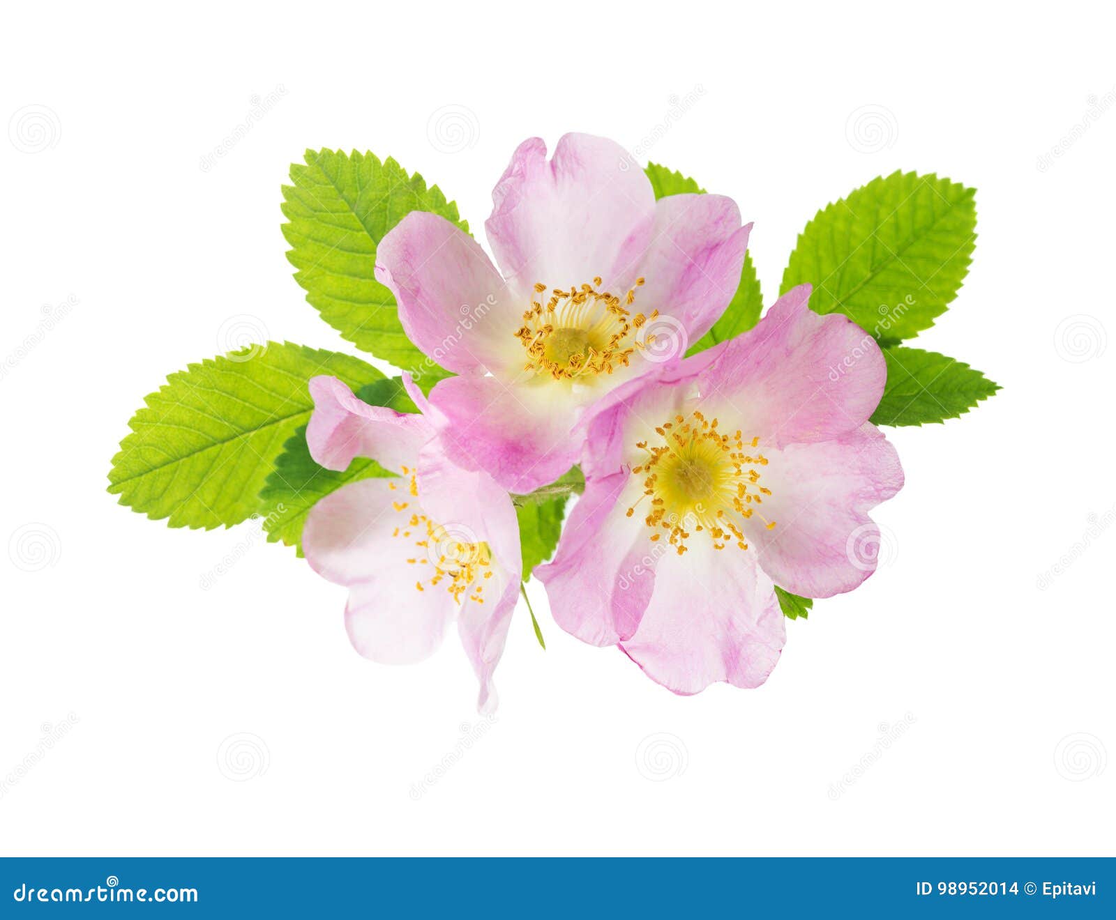 Three Flowers of Pink Wild Rose Stock Photo - Image of isolated, botany ...