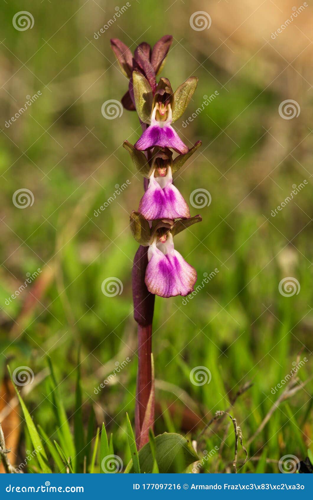 three flowers of wild orchid anacamptis collina in a column