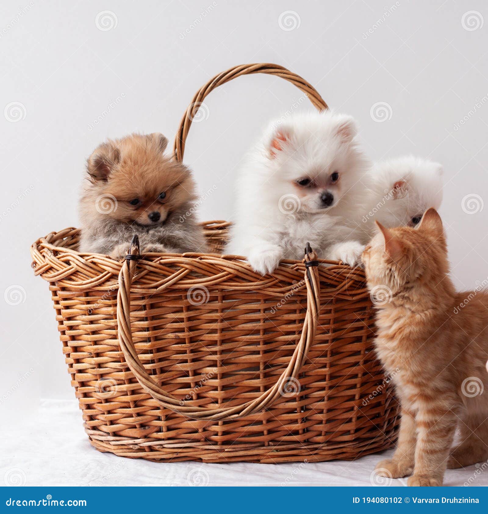 three fluffy pomeranian puppies two white and one sable color sit in a basket next to a red tabby kitten and looks at the puppies