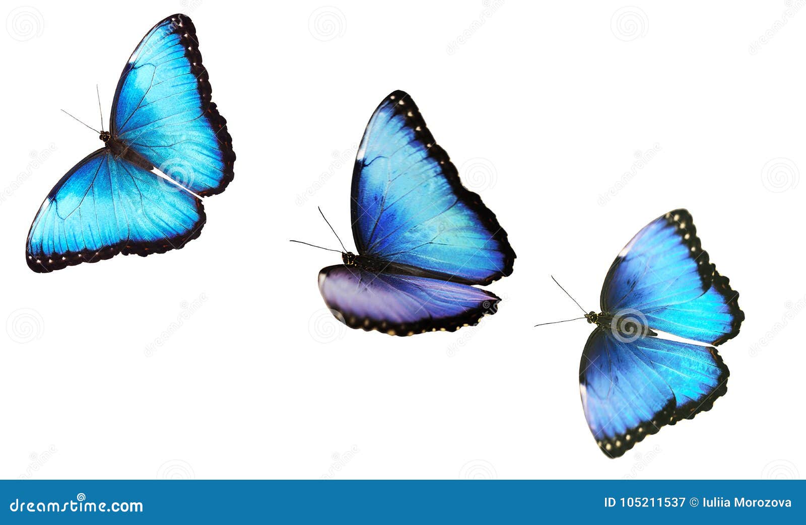 three flying bright male blue morpho butterfly  on white background.