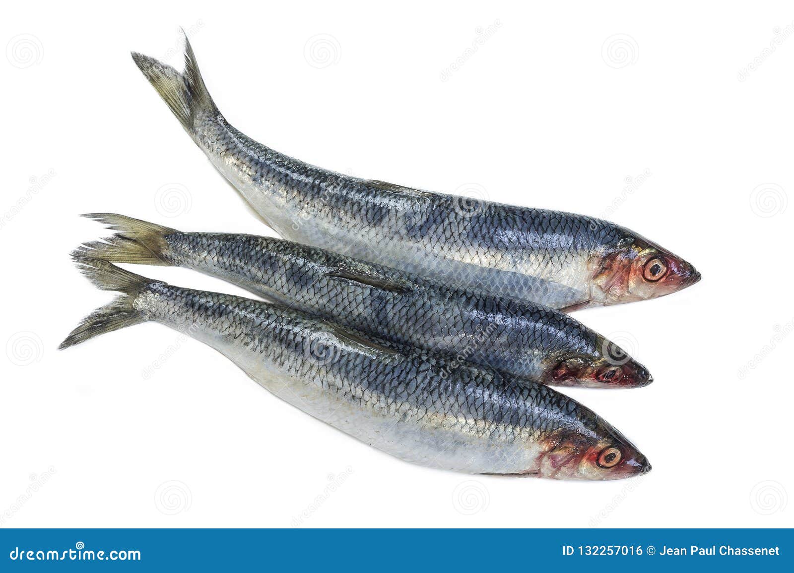 Three Fresh Herring Fish Isolated on White Background Stock Photo Image of nutrition, closeup