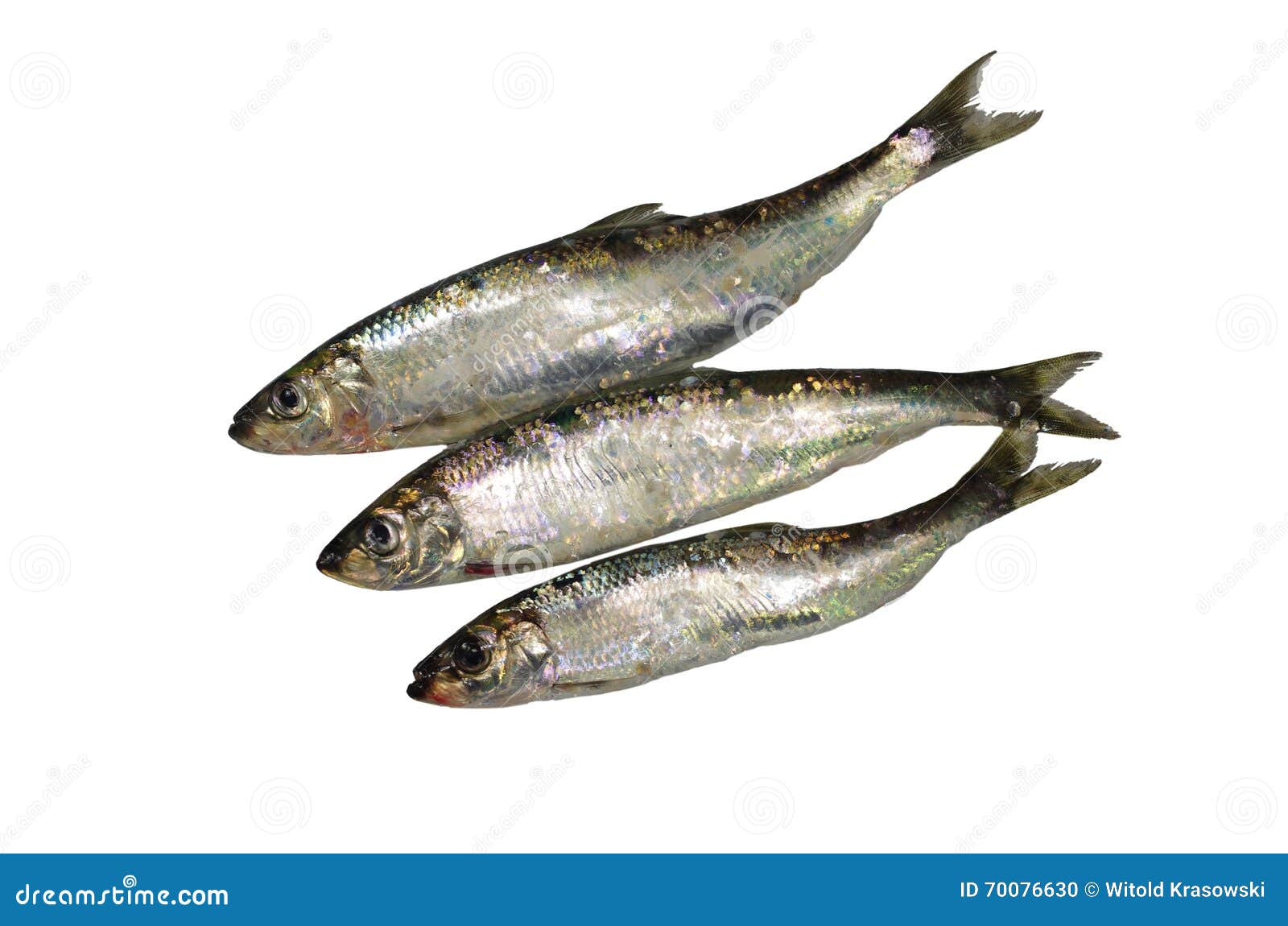 Three fresh herrings stock photo. Image of background 70076630