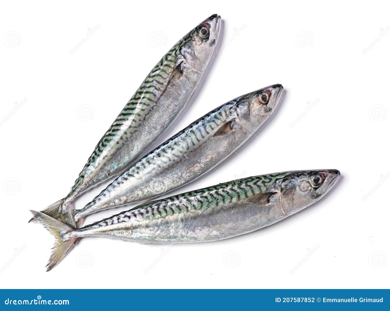 Three fresh mackerels stock photo. Image of plant, three 207587852