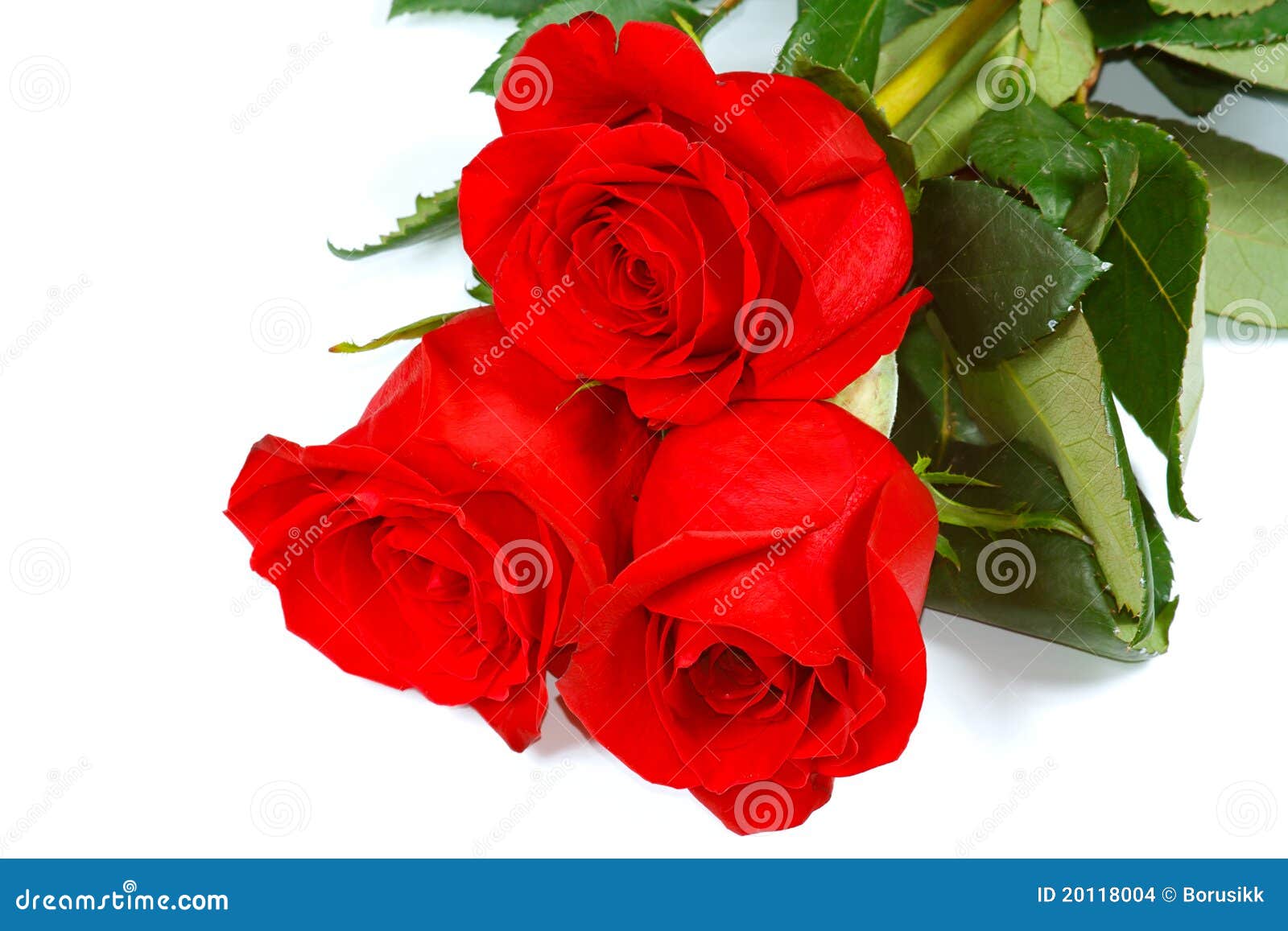 Three fresh red roses stock photo. Image of beautiful - 20118004