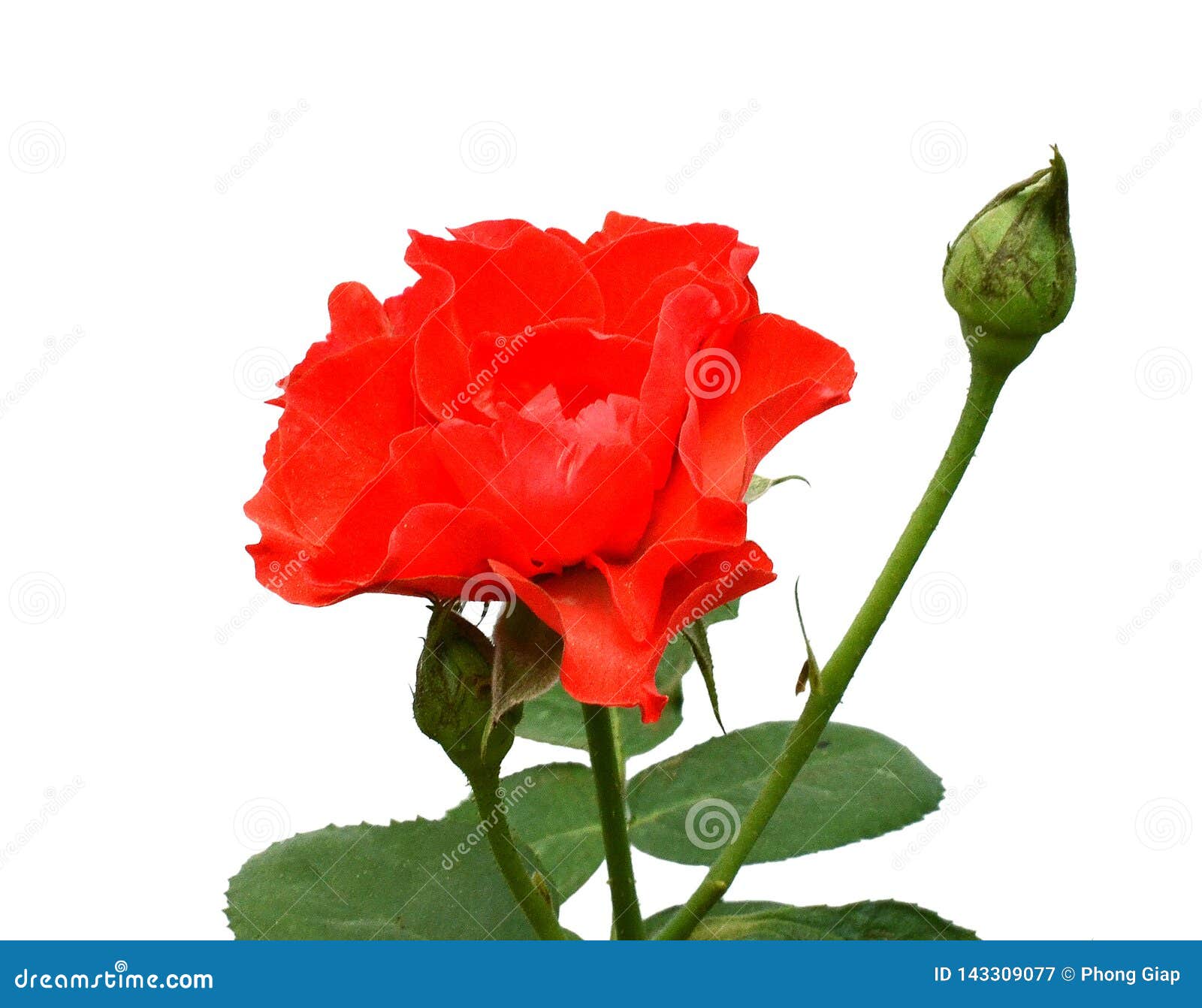 red roses over white background.