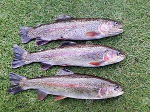 Three Fresh Caught Rainbow Trout Stock Image CartoonDealer 141798001