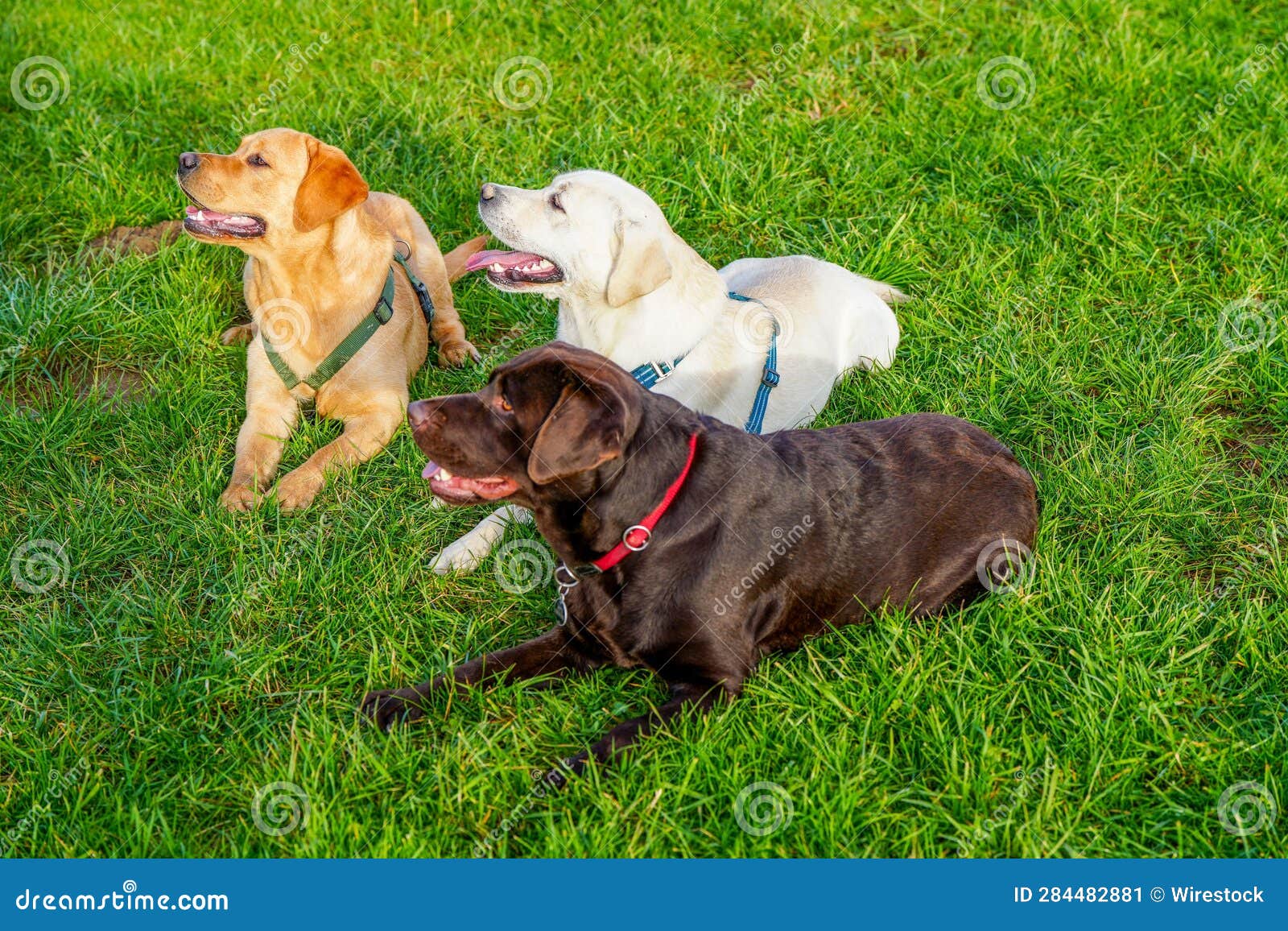 Three Friendly Labradors Lying on the Green Grass in a Park. Stock