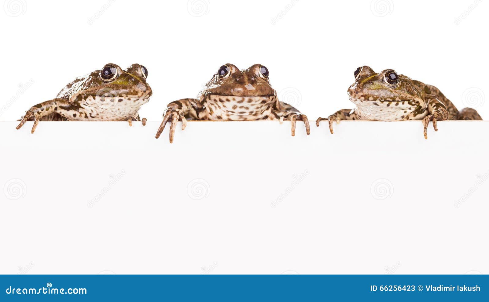 468 Three Frogs Stock Photos - Free & Royalty-Free Stock Photos
