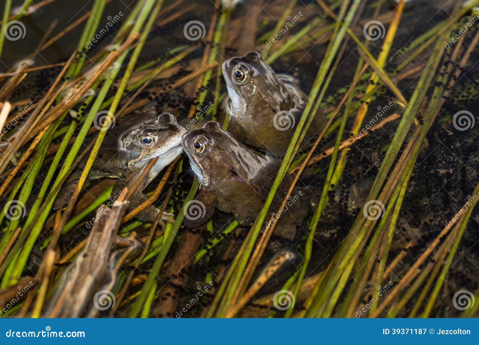 Three Frogs stock image. Image of weed, frogs, frog, wildlife 39371187