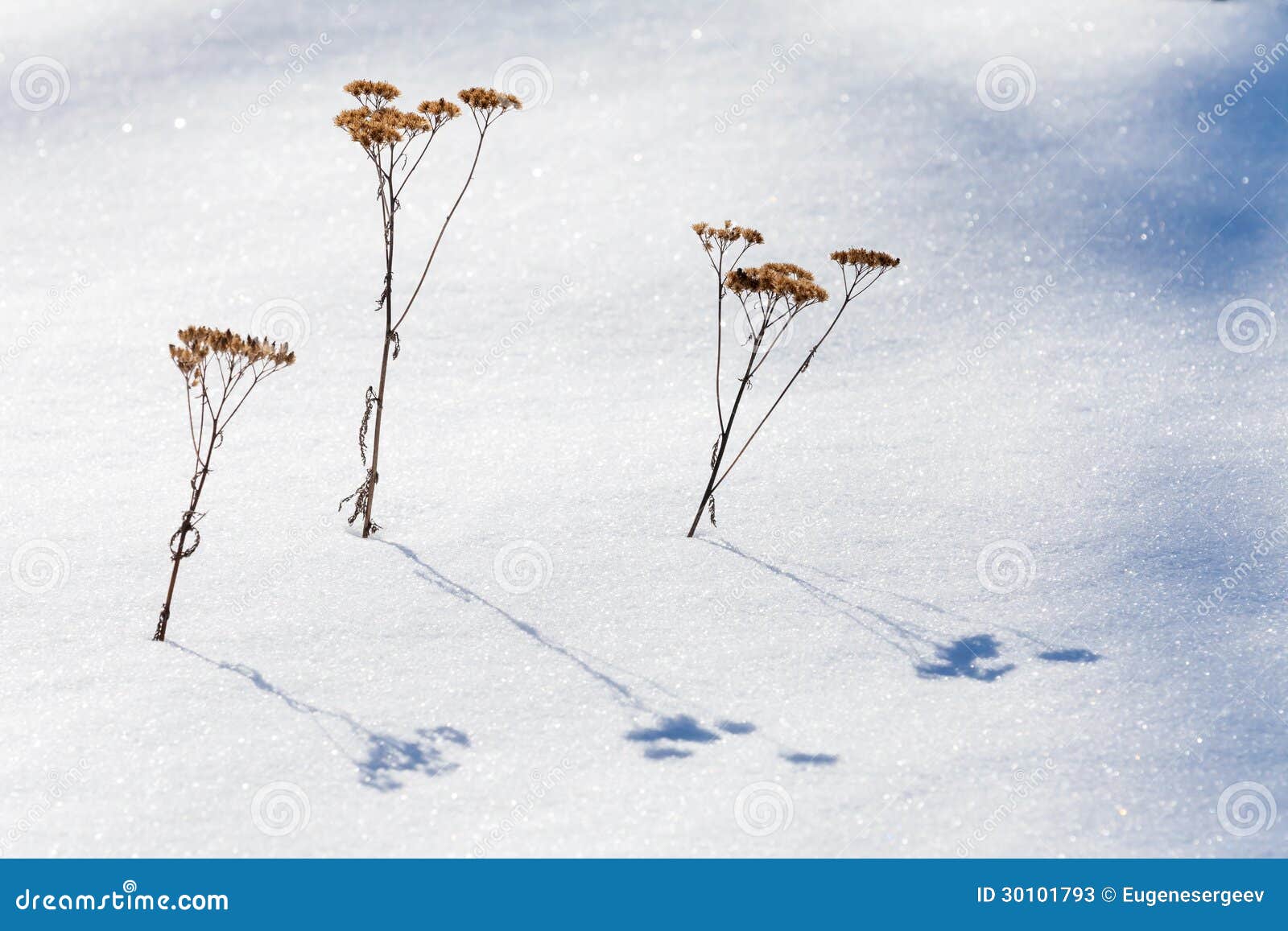 Three Frozen Dry Flowers on Snow Stock Image Image of branch, fairy