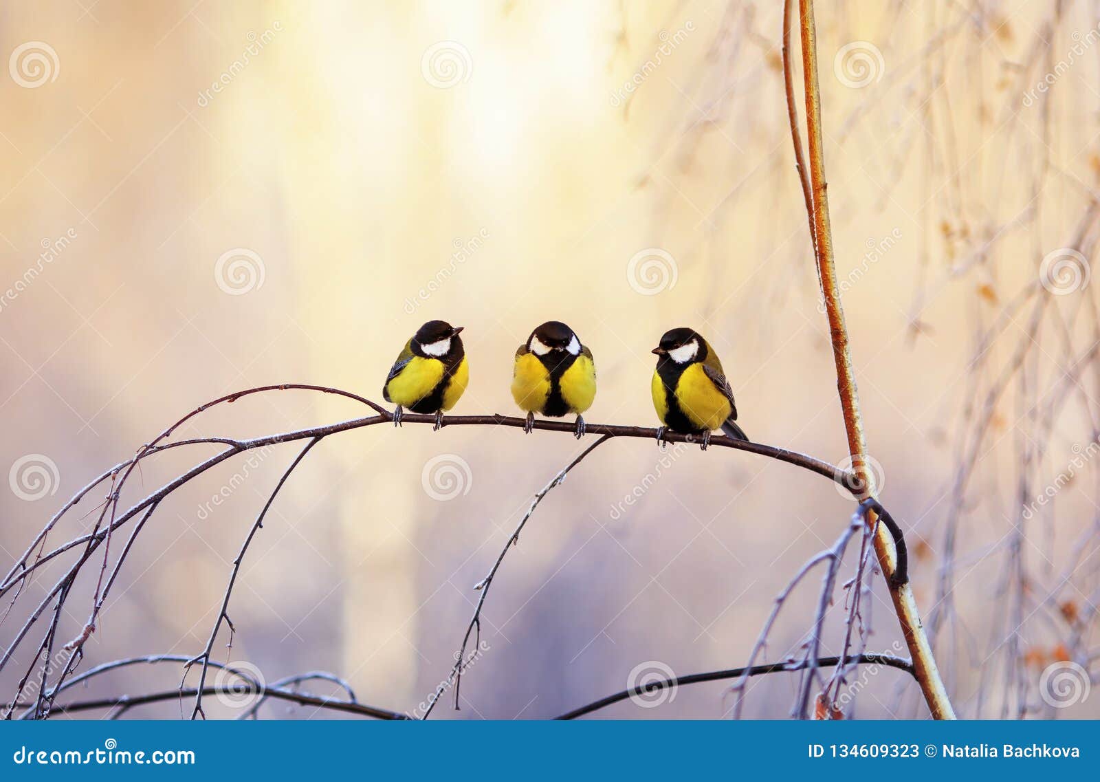 Three Little Bird Tits Sitting on a Birch Branch in a Sunny Park on a  Winter Morning Stock Image - Image of food, blue: 134609323