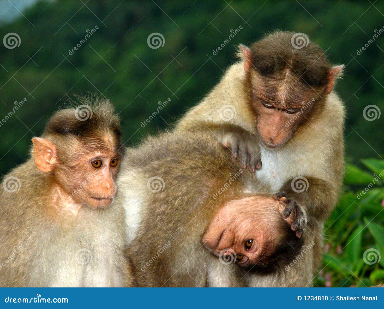 Funny Monkeys