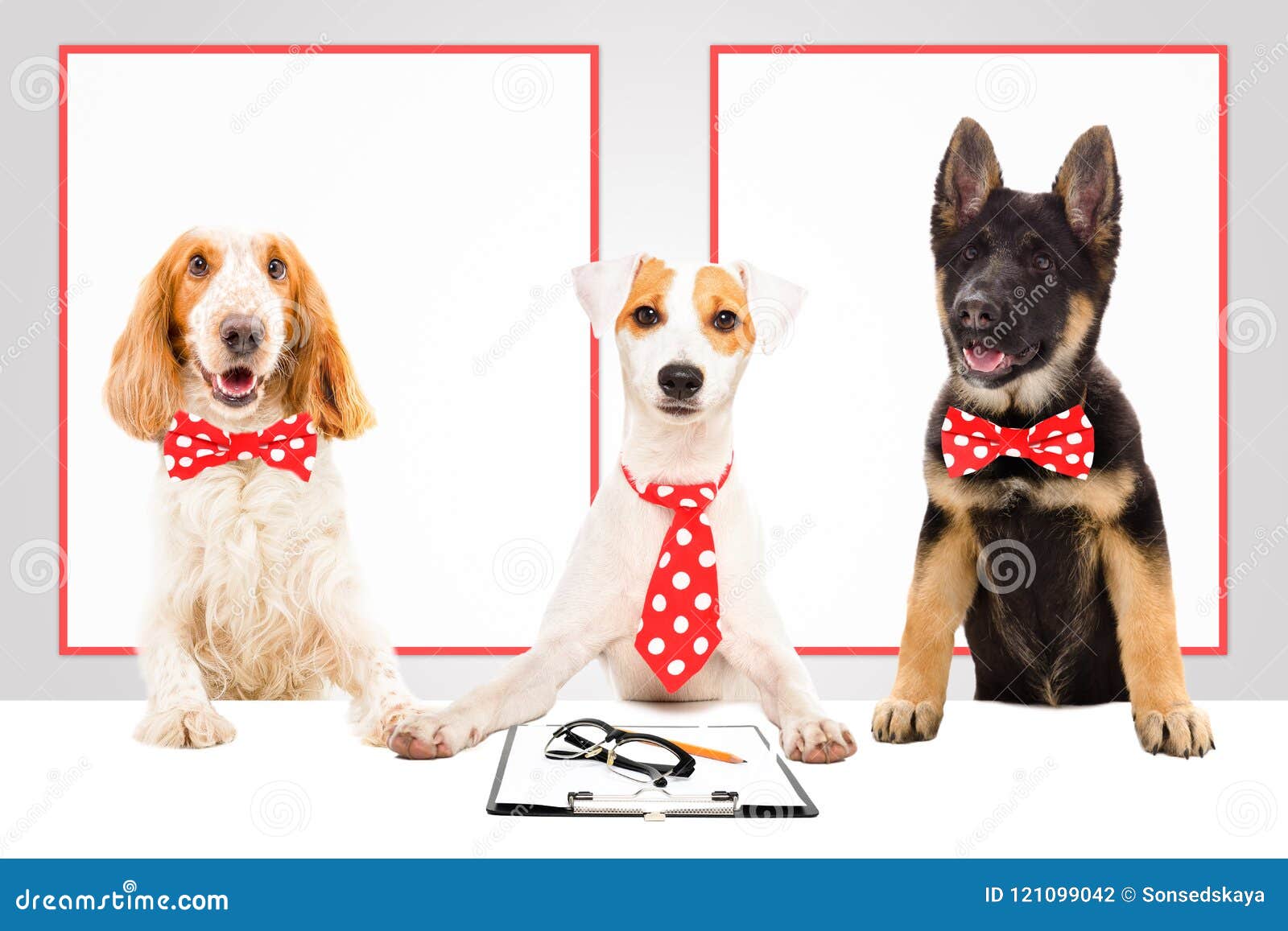 Three funny office dogs stock photo. Image of chief 121099042