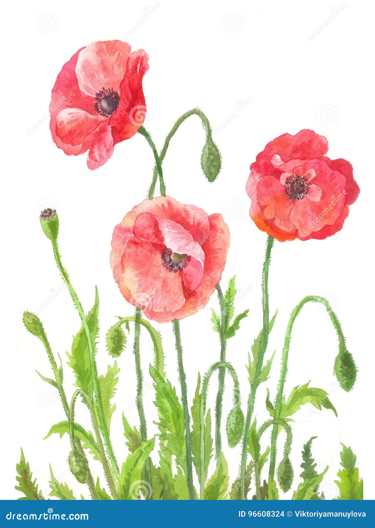 Three Garden Poppies In Watercolor. Composition Of Field Red Flo Stock ...