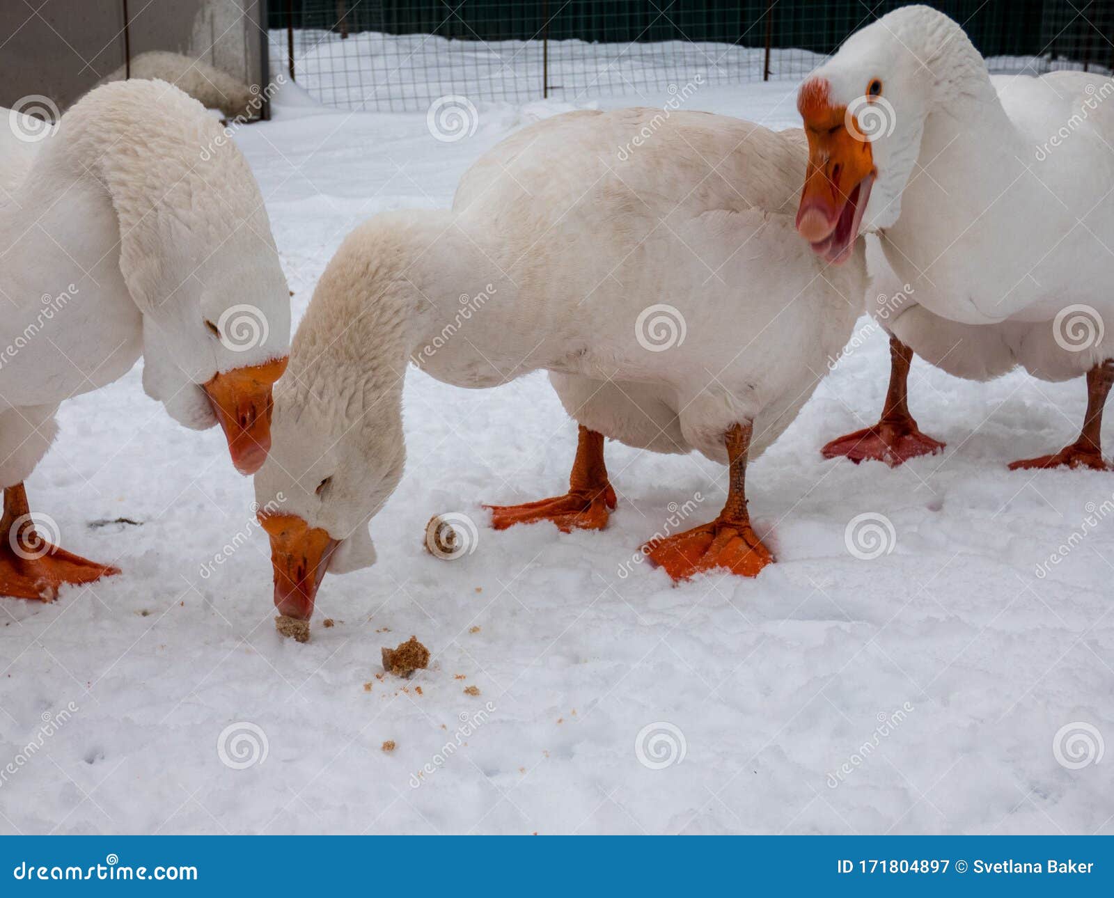 Three Geese Eating on Snow in the Farm during the Winter Stock Image