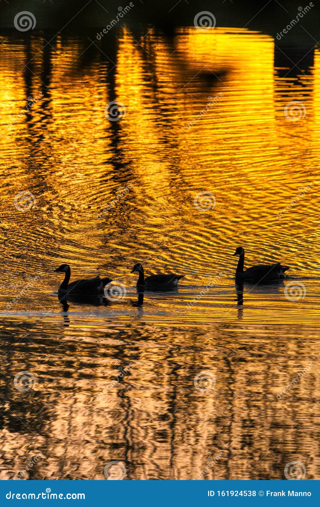 three geese on a glowing golden pond with reflective ripples on the water