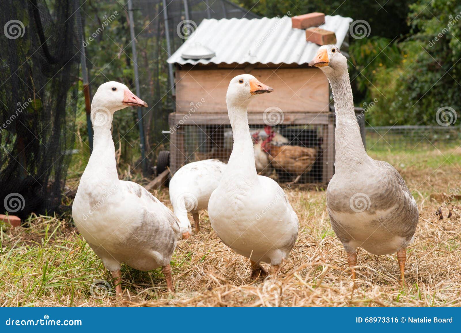 Three geese walking stock photo. Image of birds, grey 68973316