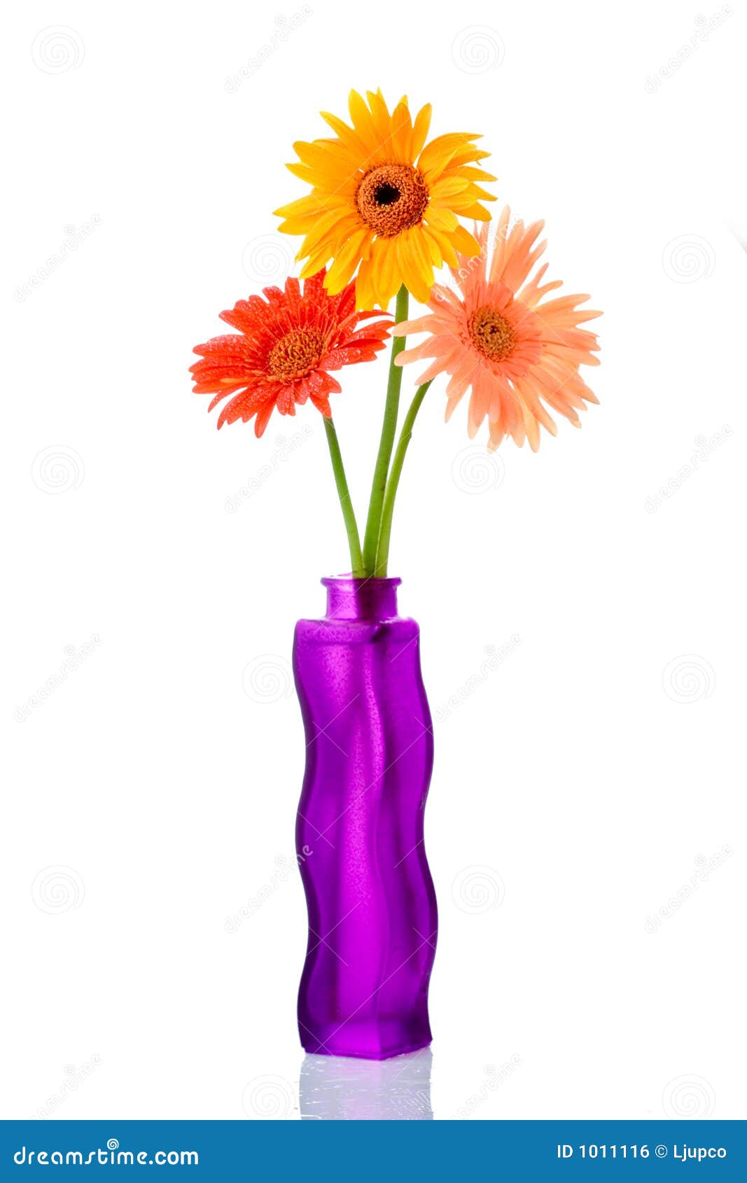 Three Gerberas in a Flower Vase Stock Photo - Image of bunch, glass: 1011116