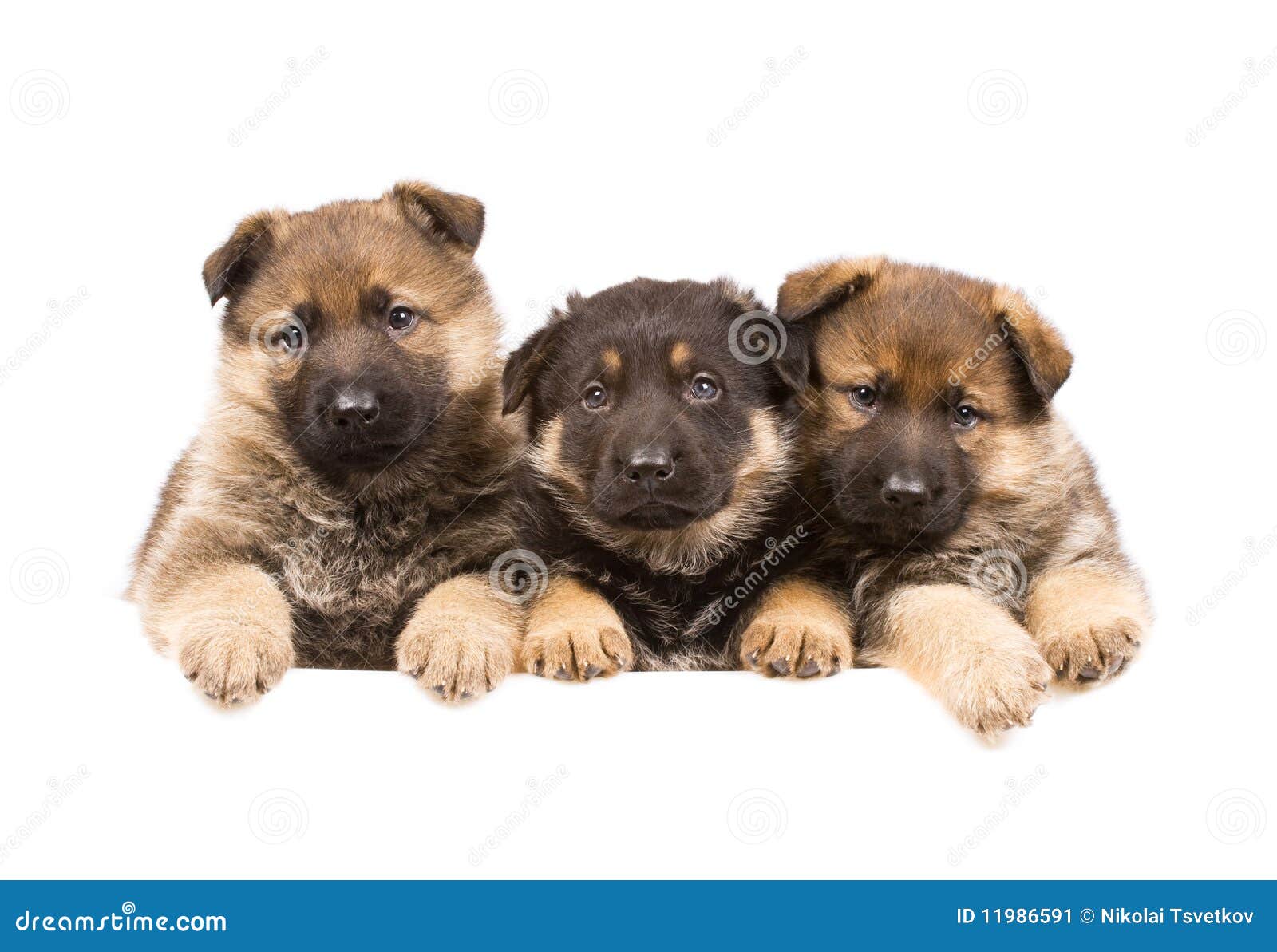 Three German Sheepdogs Puppys Stock Image - Image of puppy, brown: 11986591