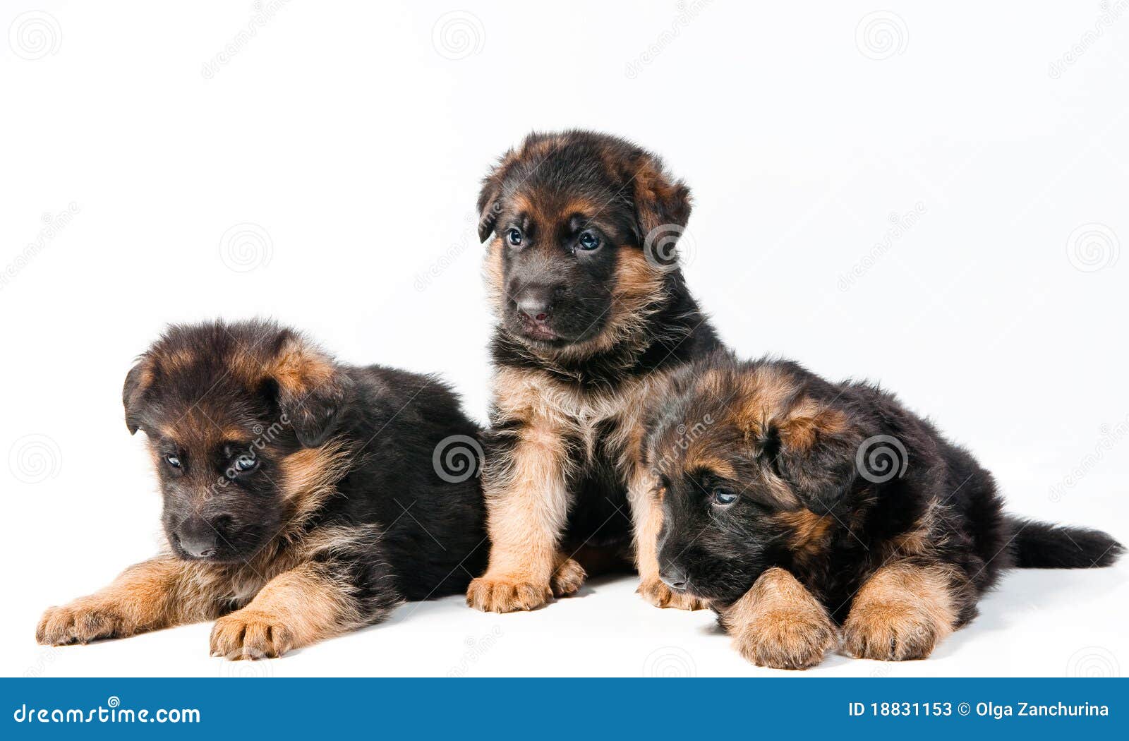 Three German Shepherd stock image. Image of cute, mammal - 18831153