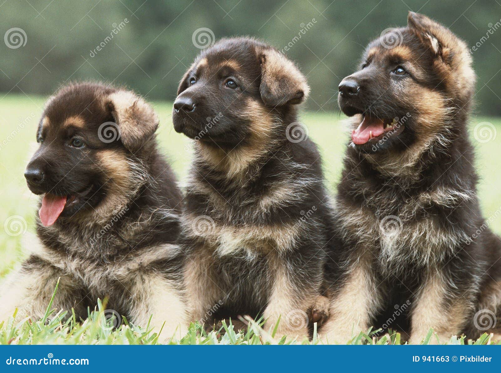 three german shepherd puppies