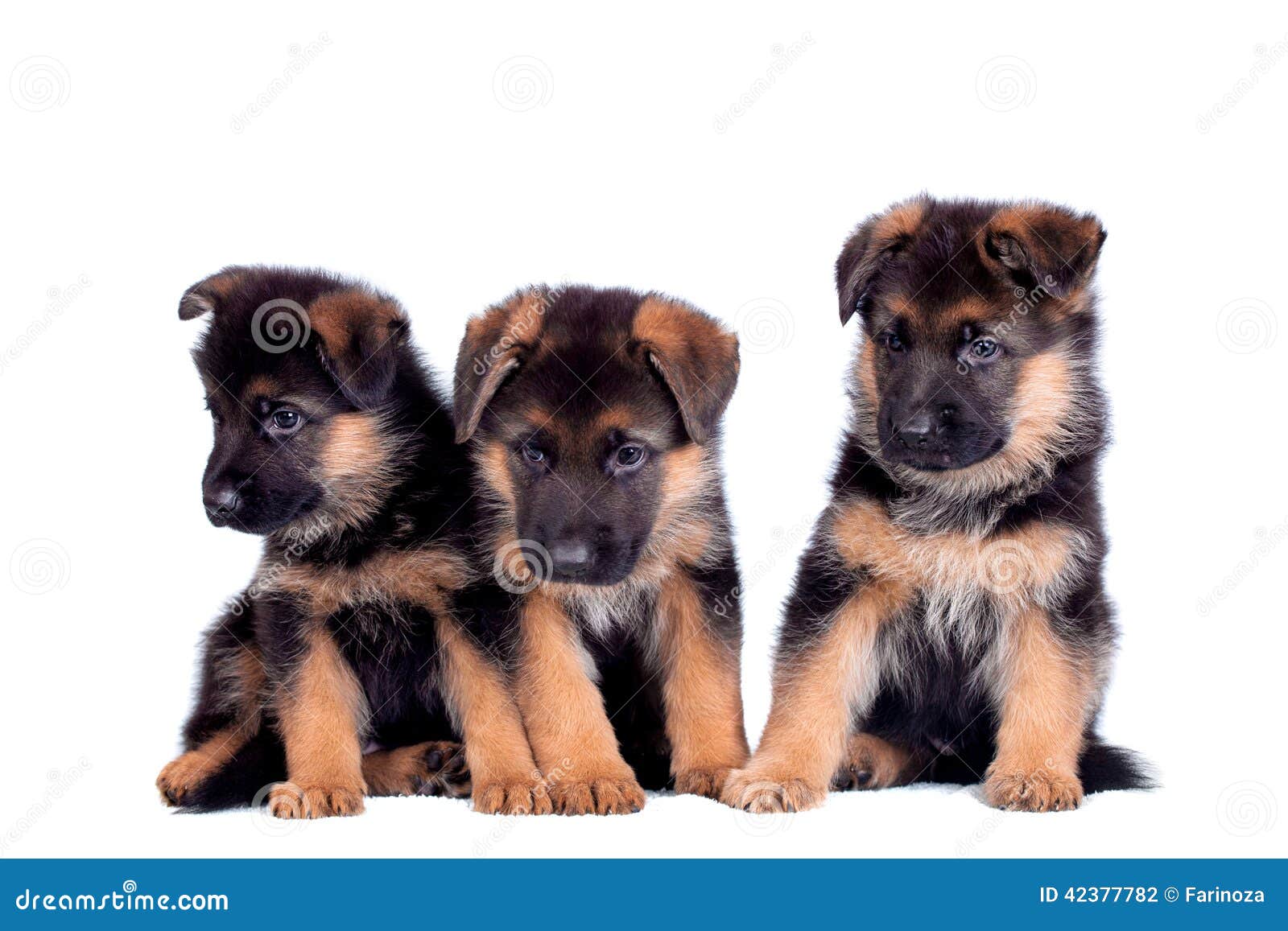 Three German Shepherd Puppies Stock Photo - Image of funny, face: 42377782