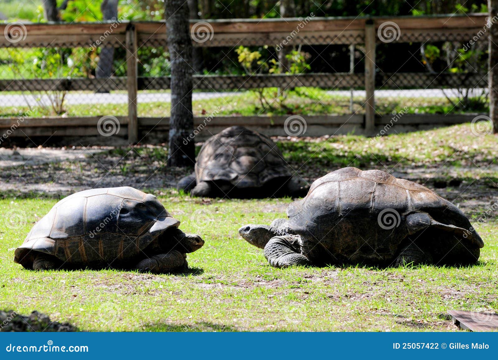 tortoises zoo tycoon 2 download tortoises zoo tycoon 2 download