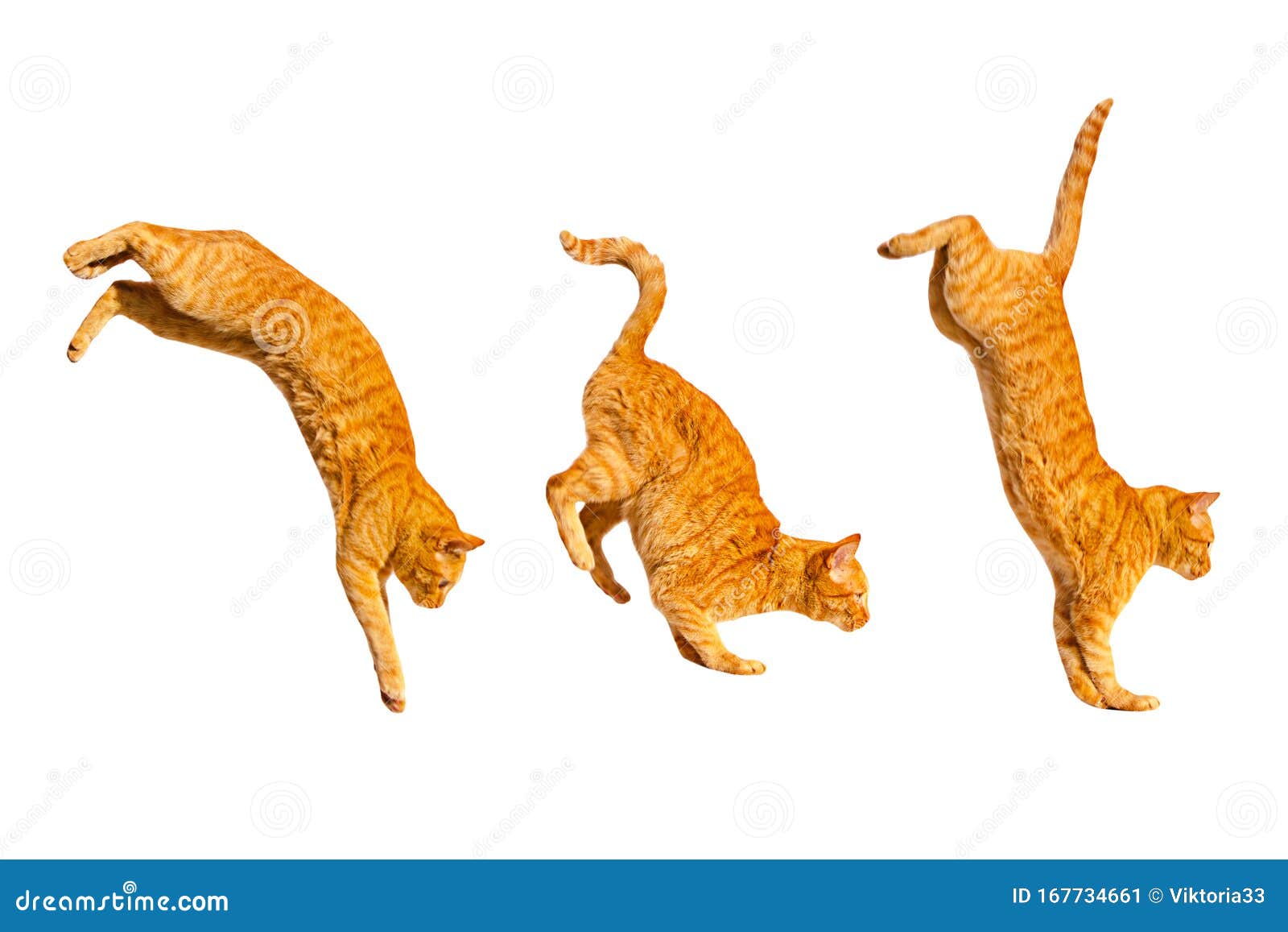 three ginger jumping cats  on a white background