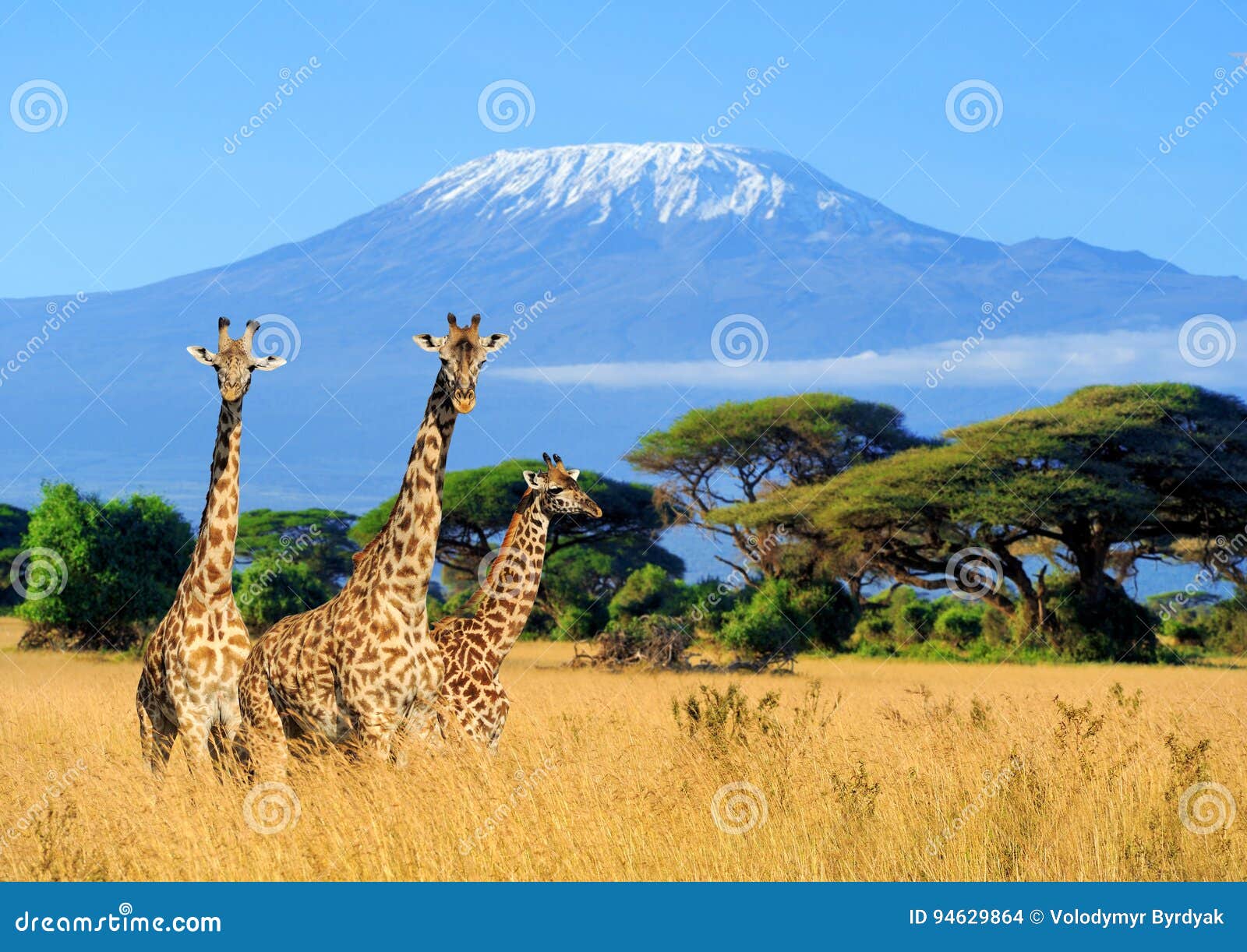 three giraffe in national park of kenya