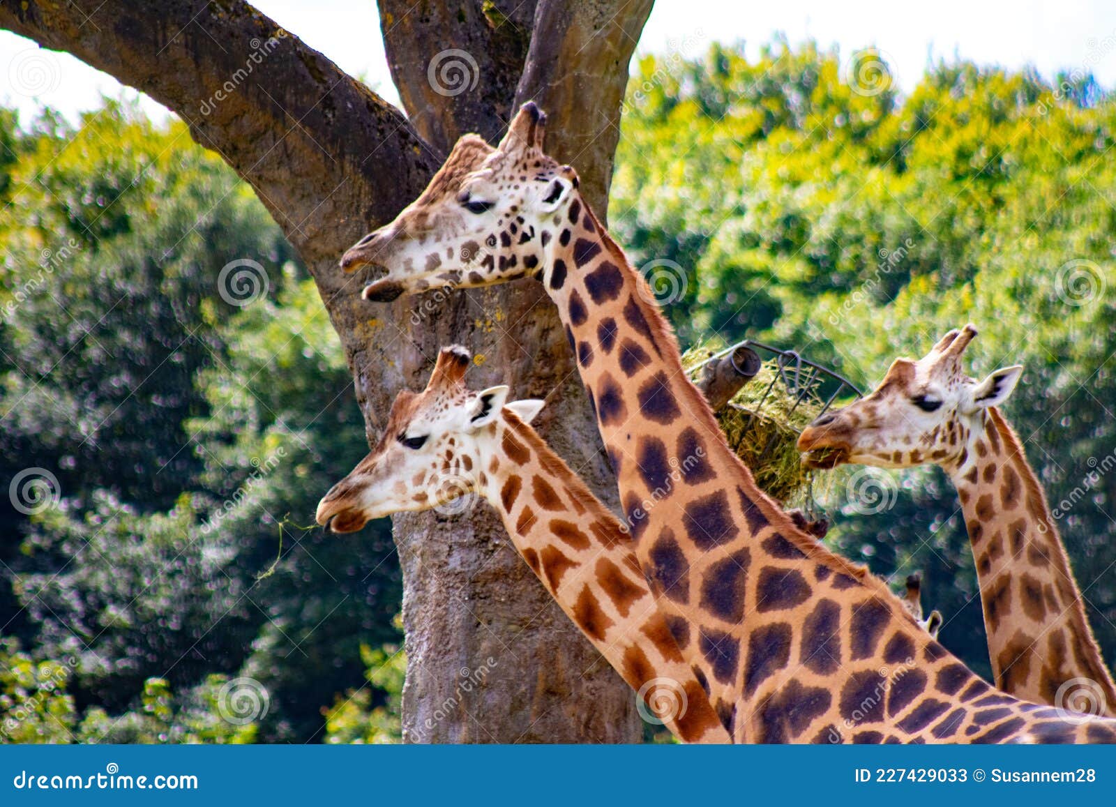 Zoo Photos - Free & Stock Photos from Dreamstime