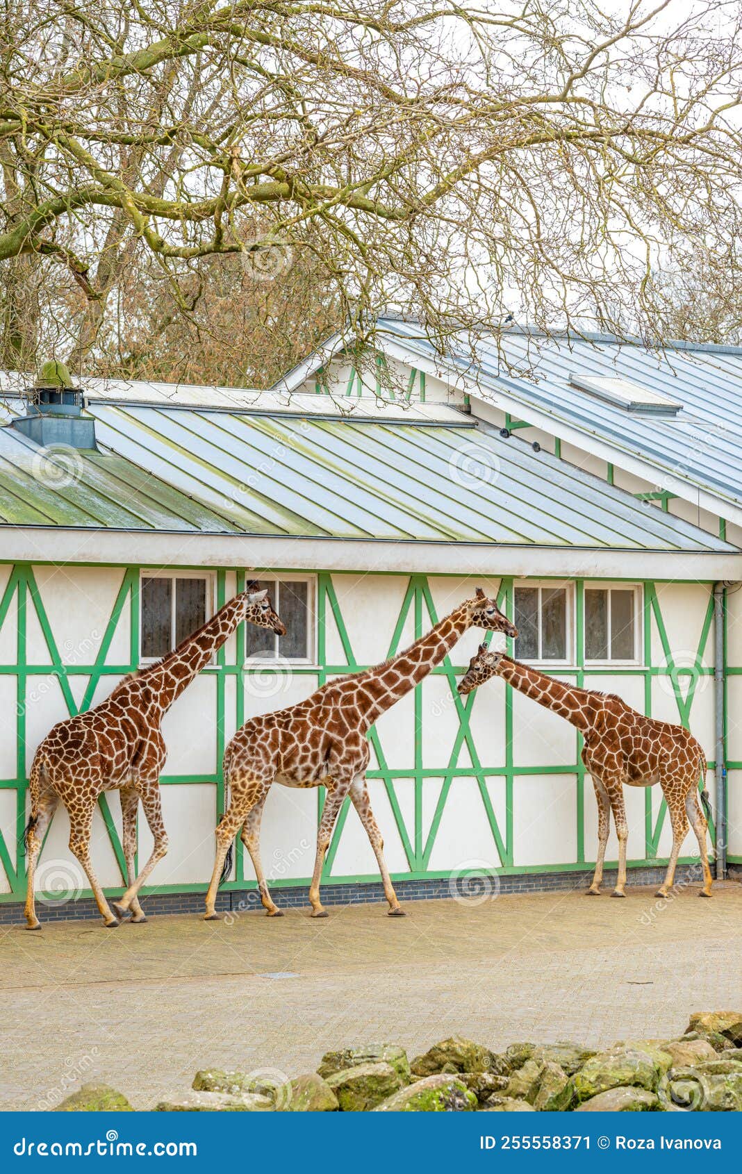 Three Giraffes Walk in the Same Enclosure Stock Image - Image of walk