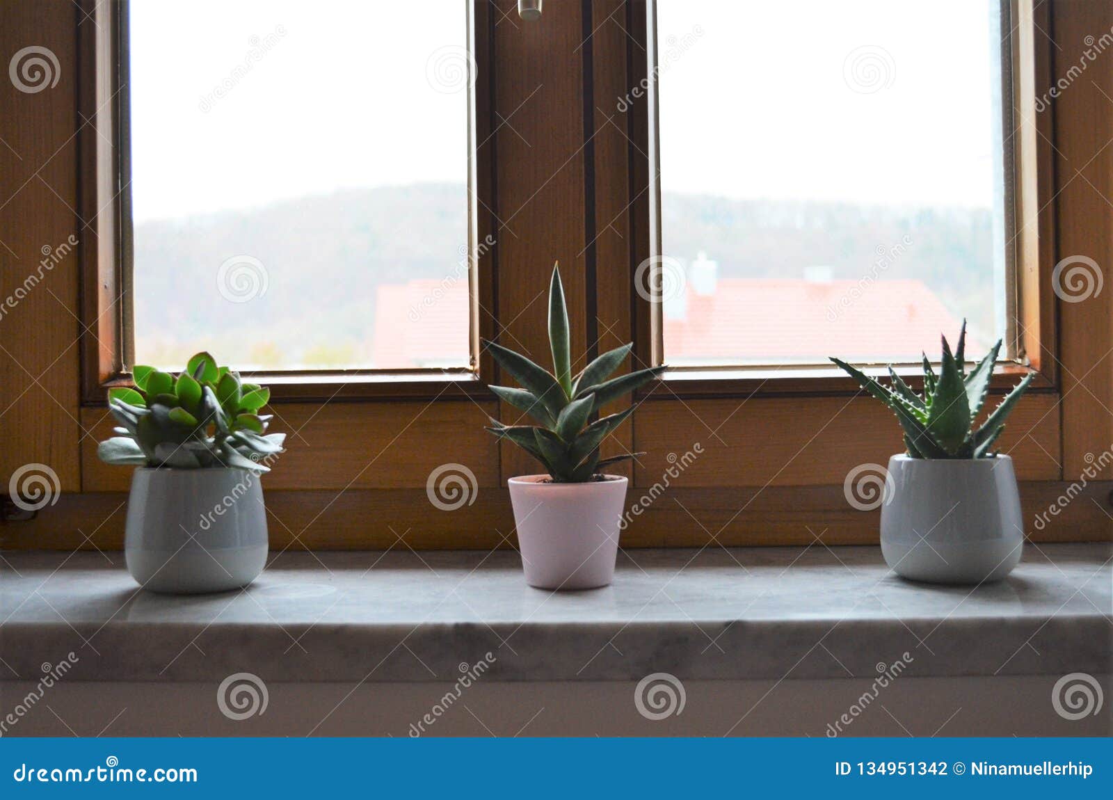 Three Green Cactus Plants On A Windowsill In A Row As