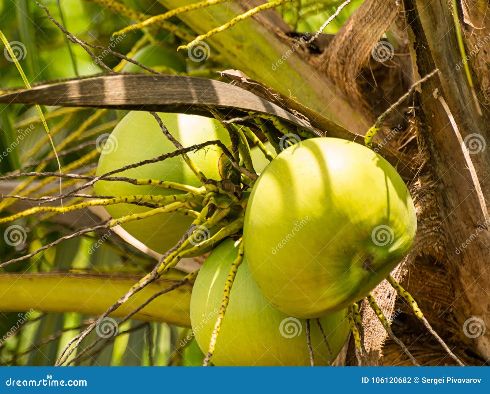 Three Green Coconut Fruit on a Palm Tree Closeup, Round Fruit Stock